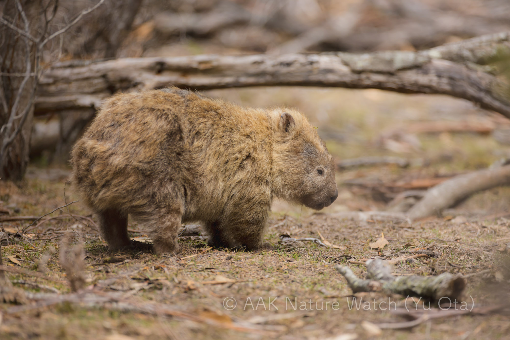 ヒメウォンバット