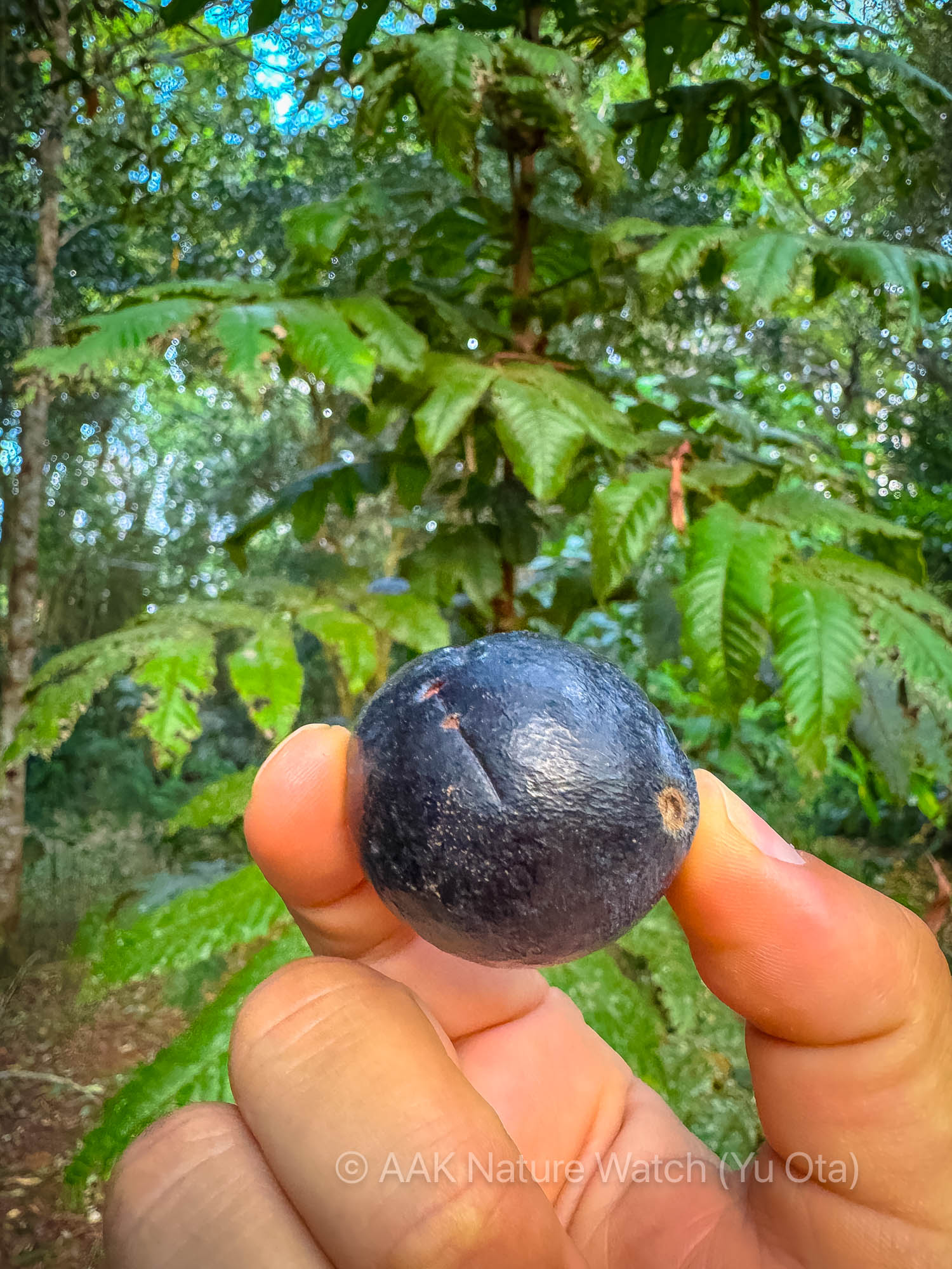 デービッドソンプラム　初収穫