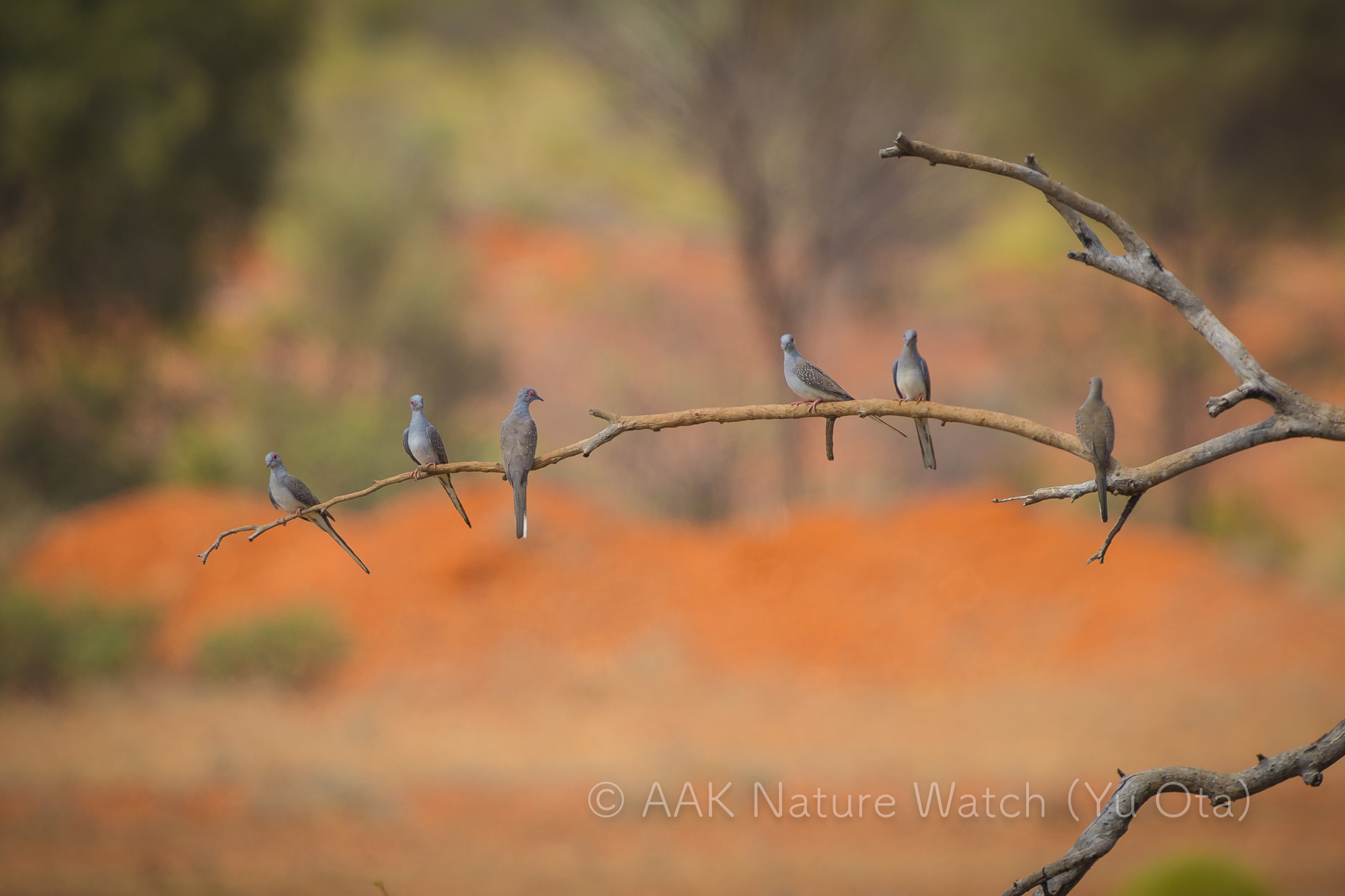 野生のウスユキバト