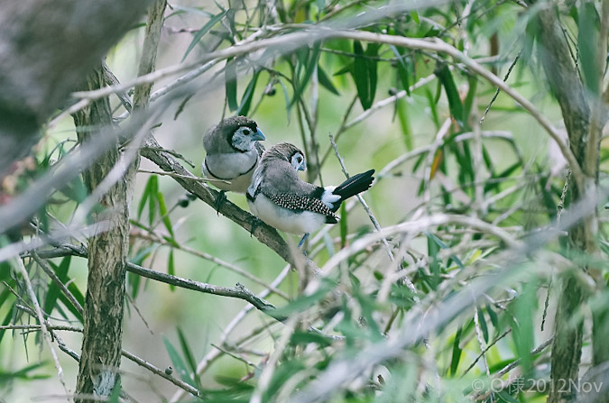 Double-barred_Finches