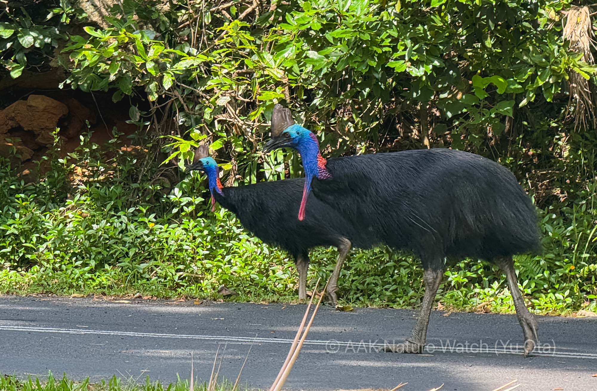 ダブルヒクイドリ