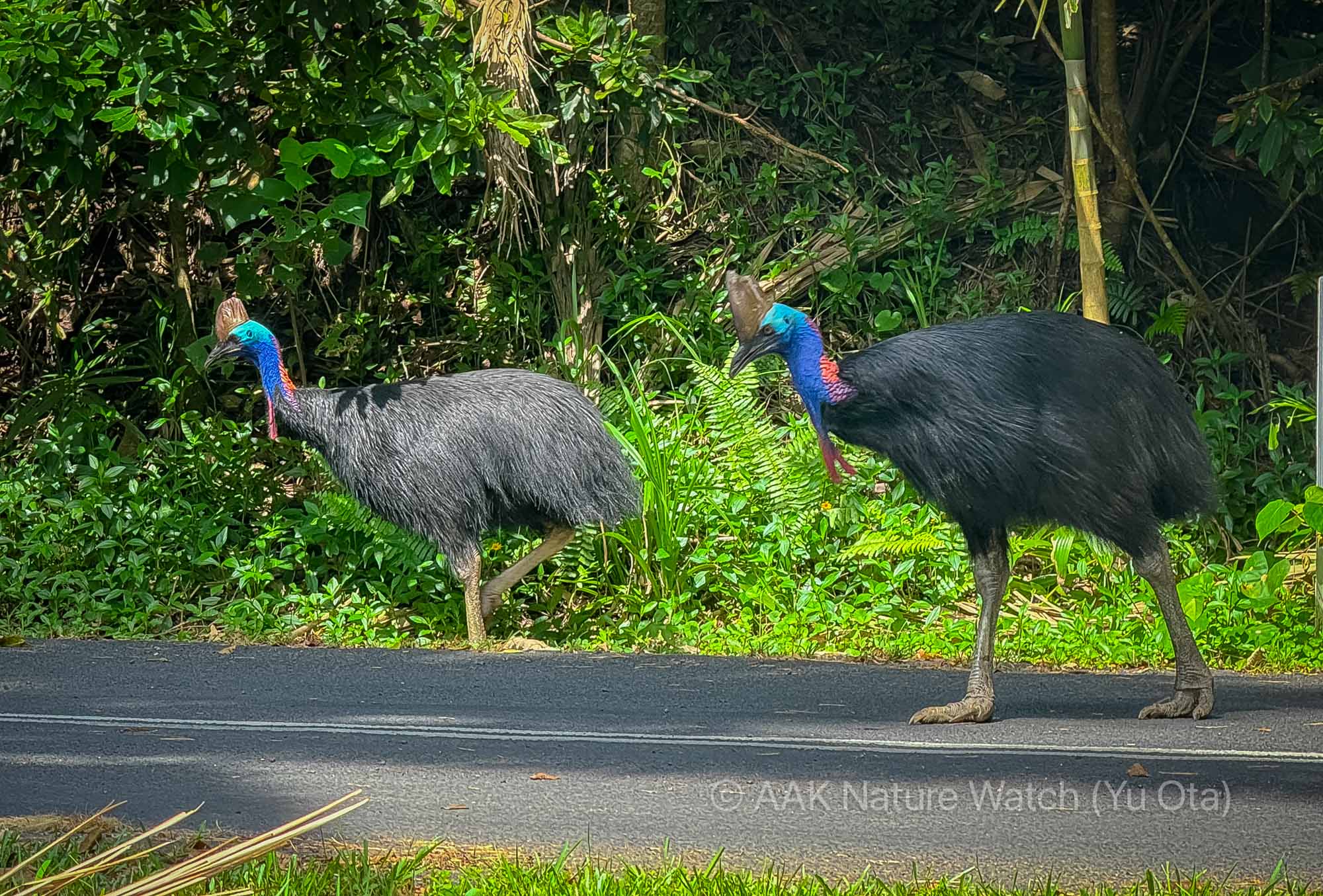ダブルヒクイドリ