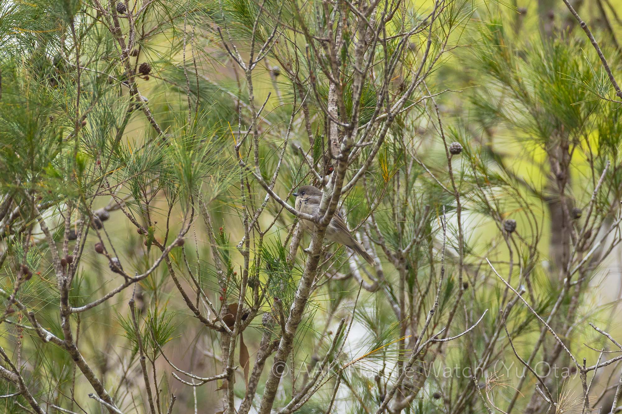タスマニアヒタキ