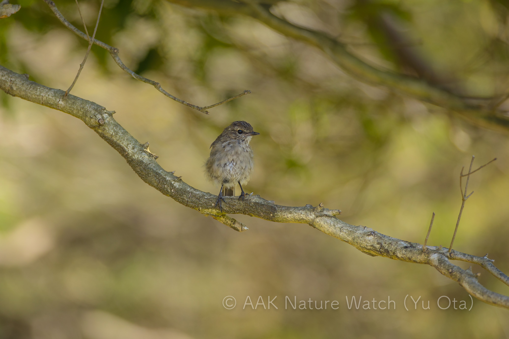 タスマニアヒタキ