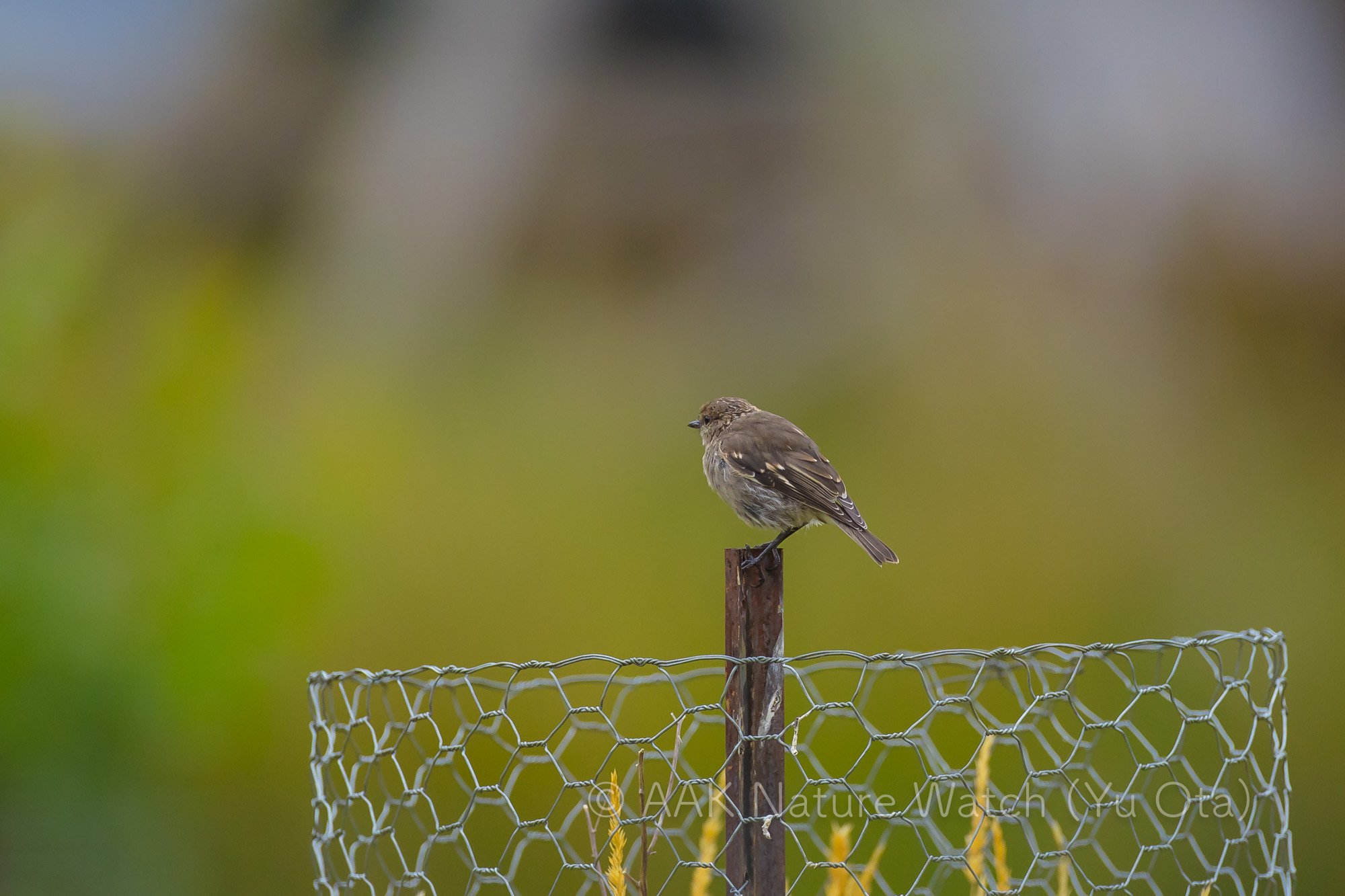 タスマニアヒタキ