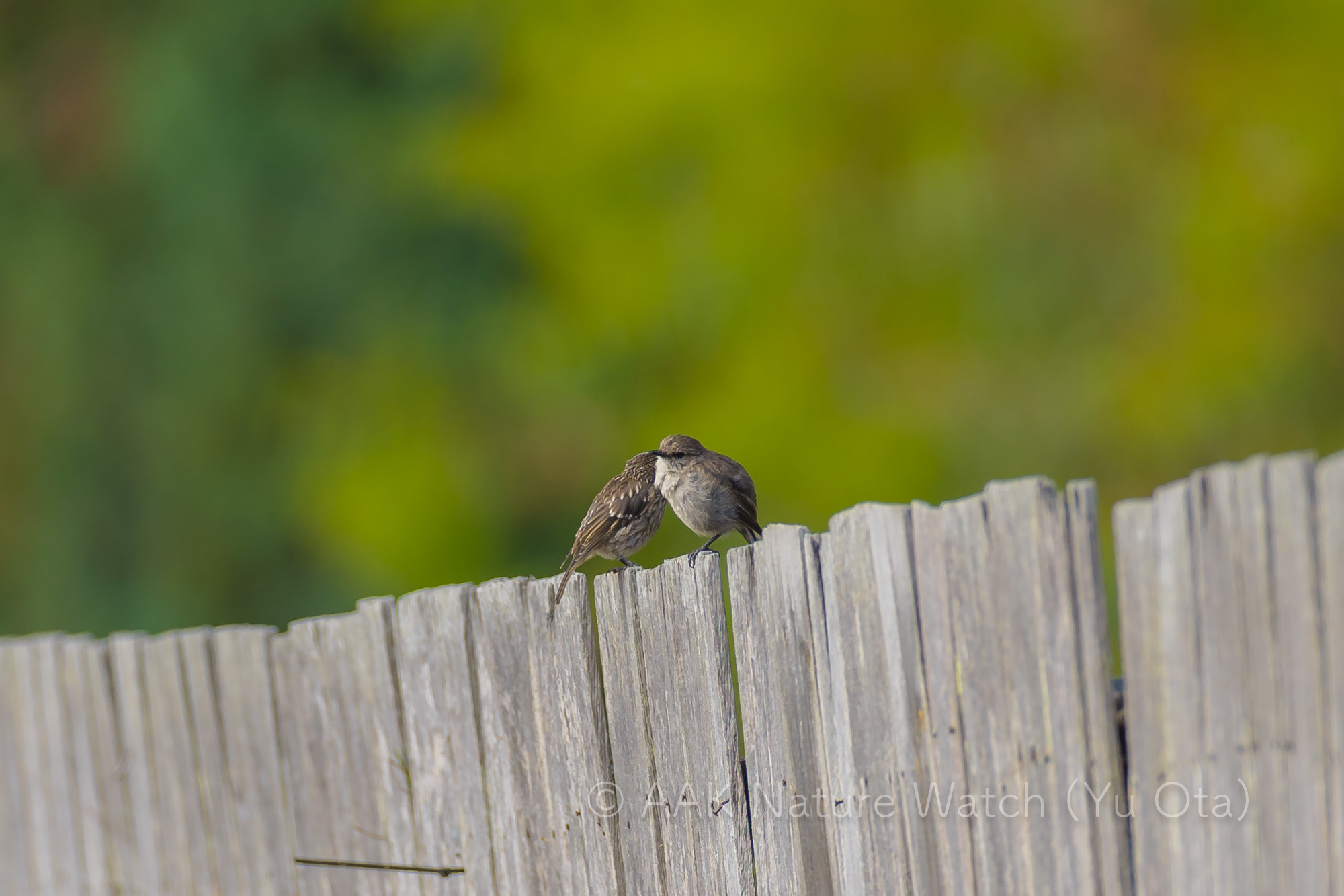 タスマニアヒタキ