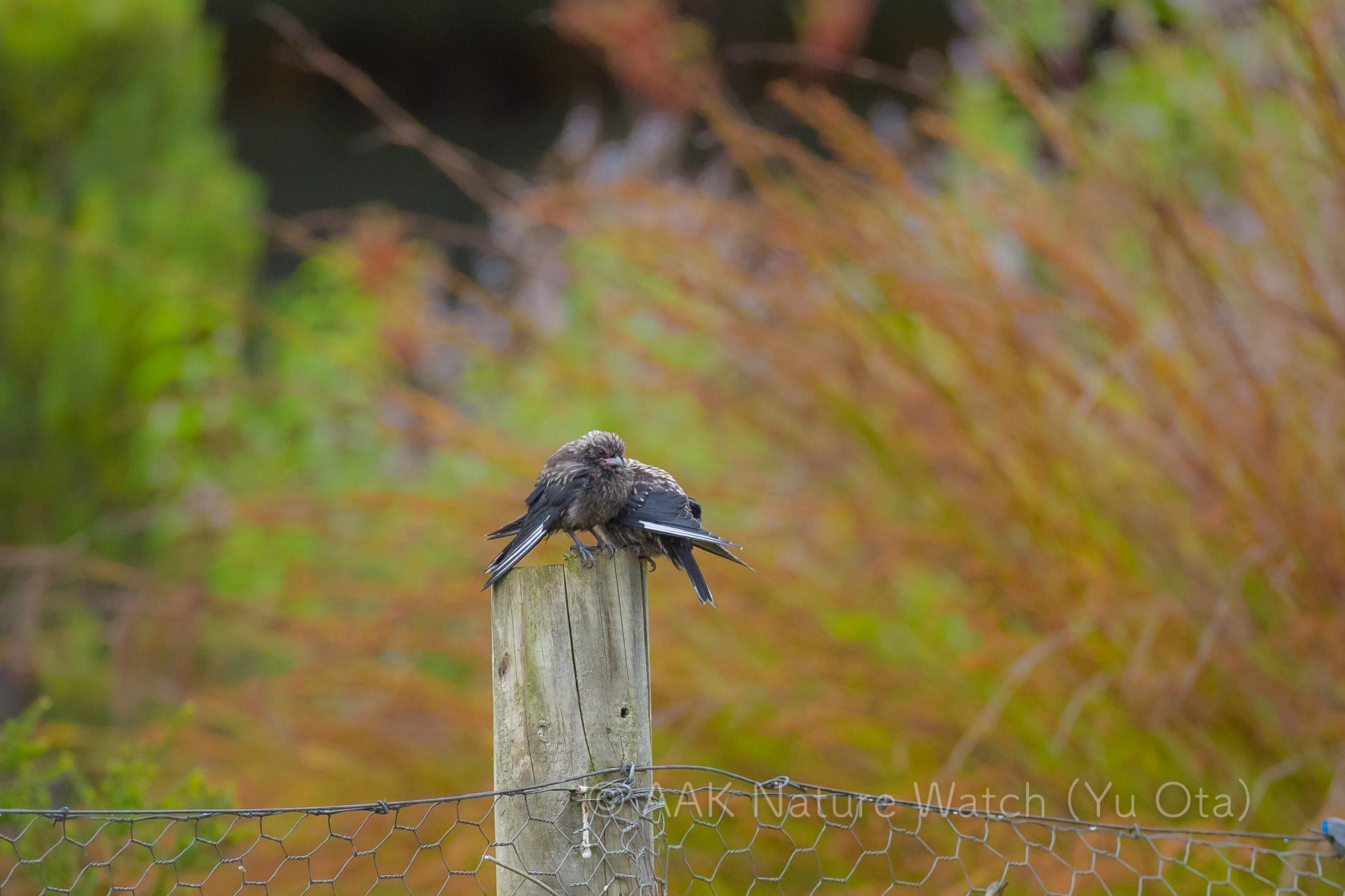 ウスズミモリツバメ