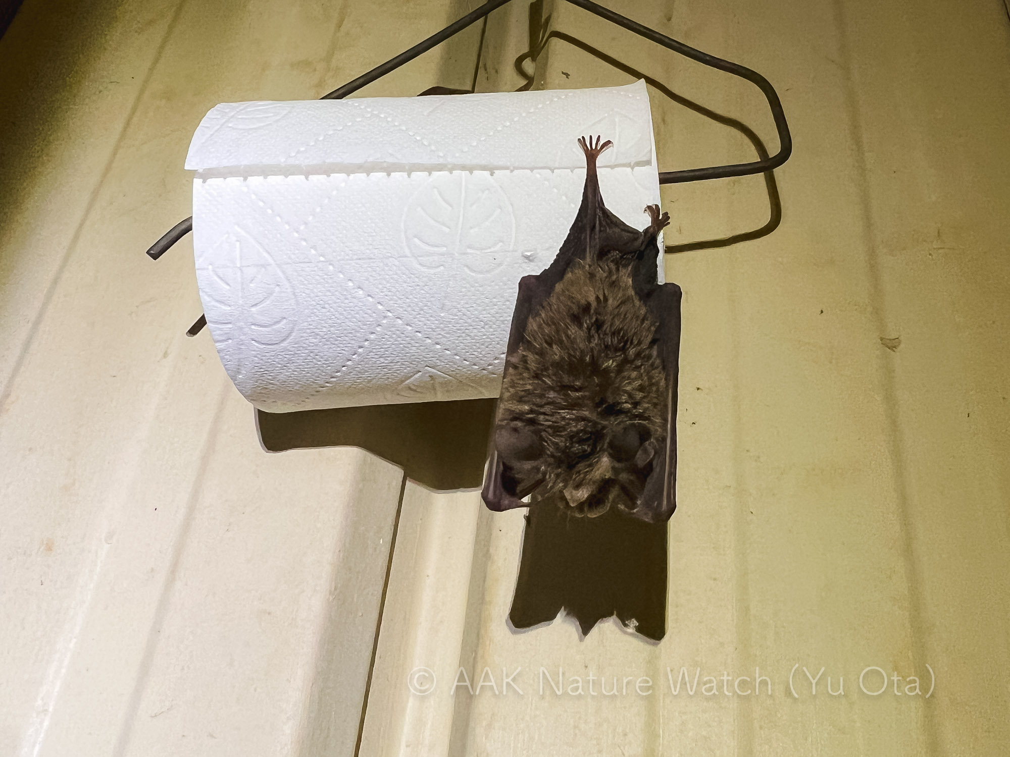 Eastern_Horseshoe-bat