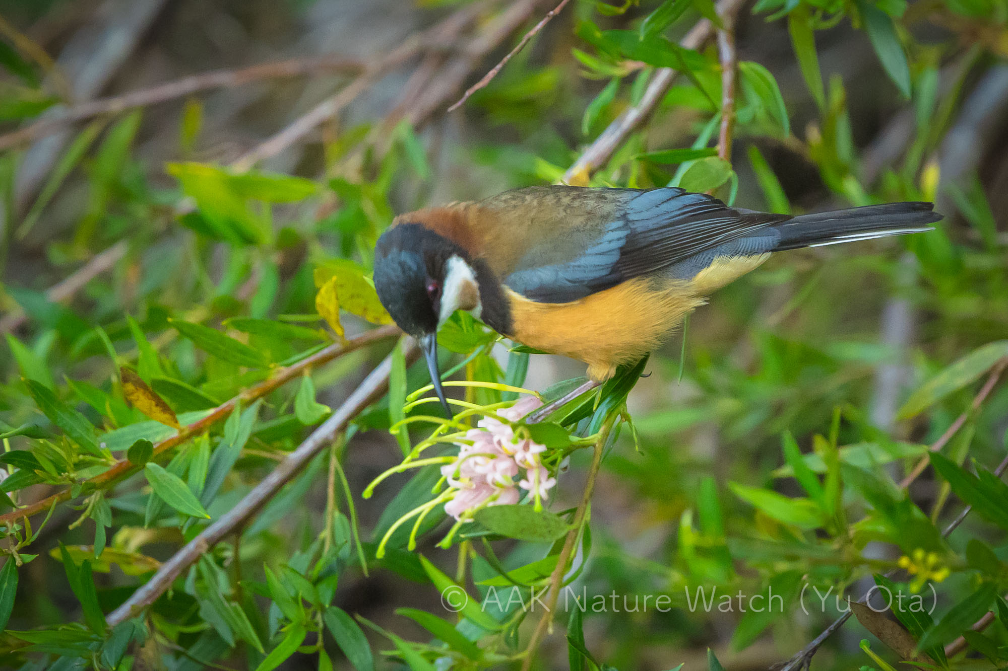 キリハシミツスイ