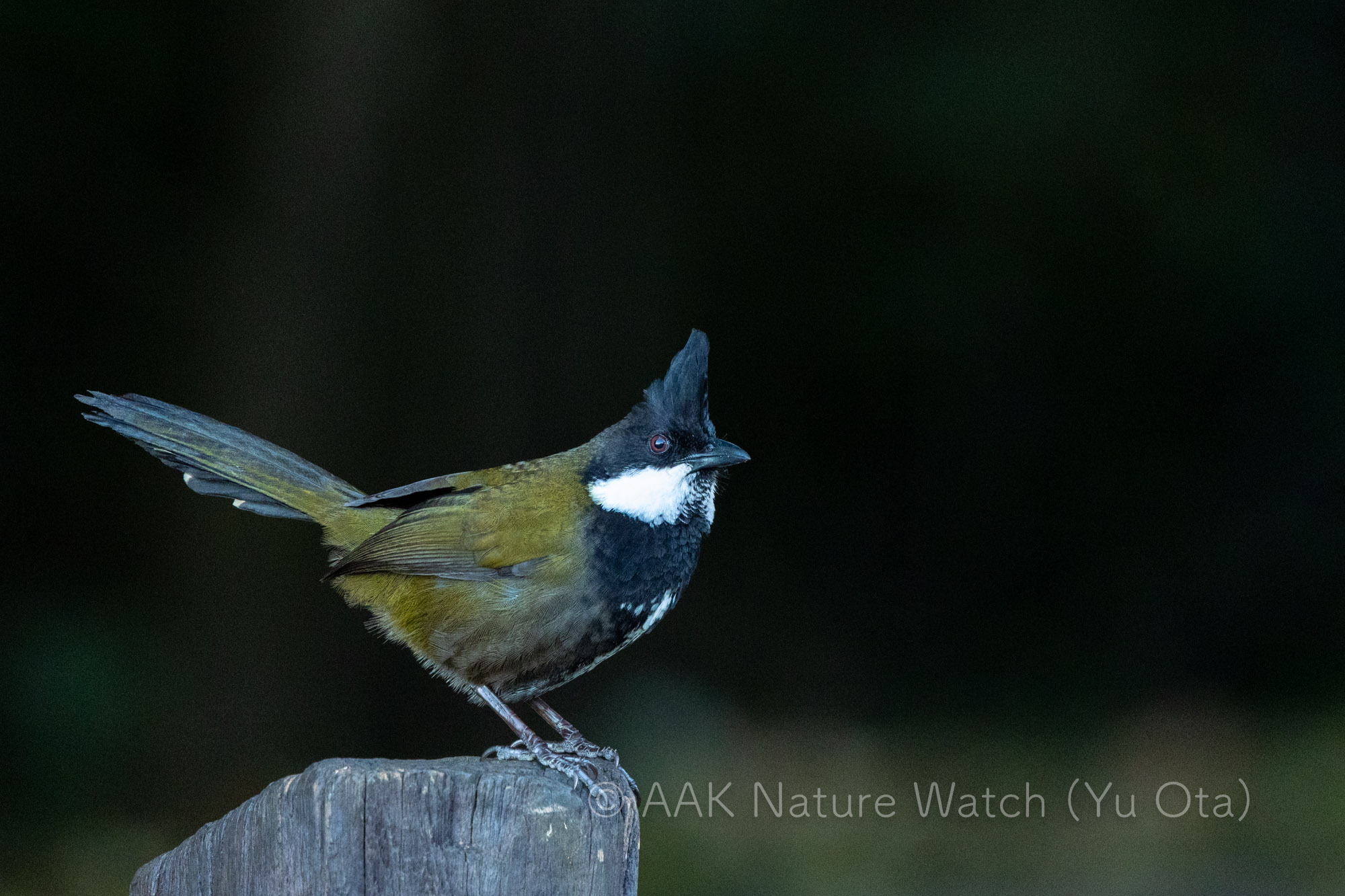 ムナグロシラヒゲドリ