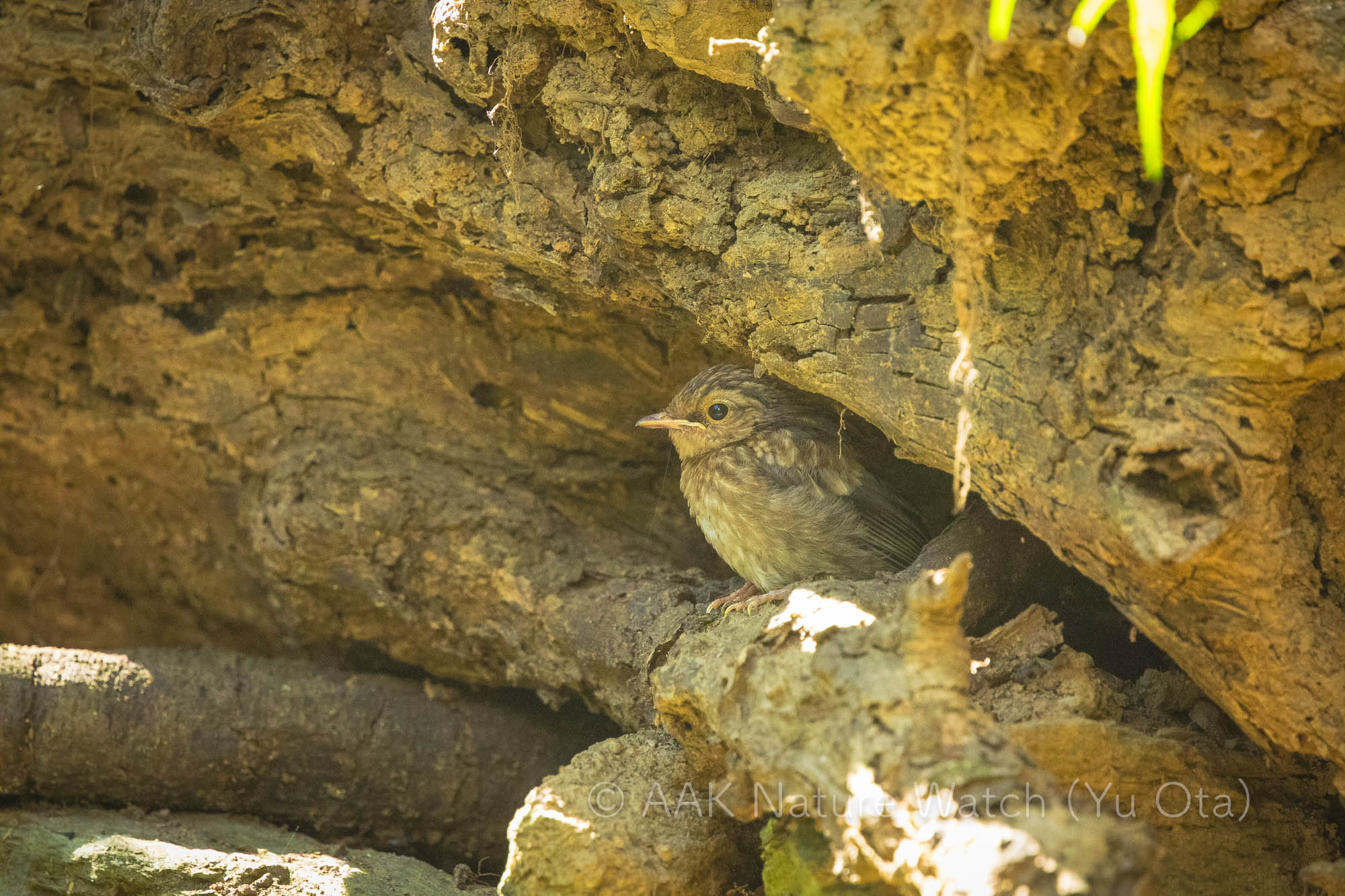 ヒガシキバラヒタキ幼鳥