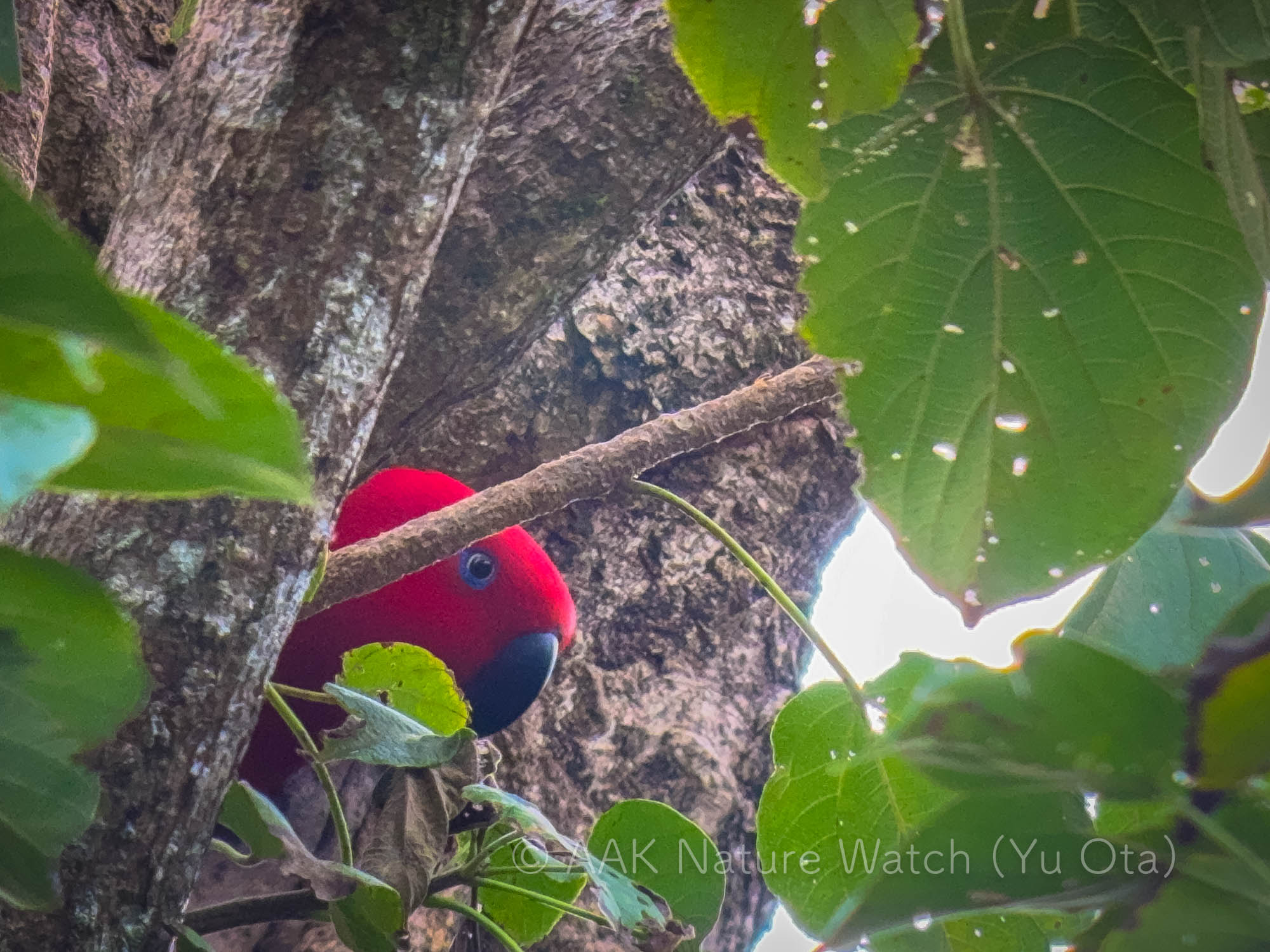 オオハナインコのメス