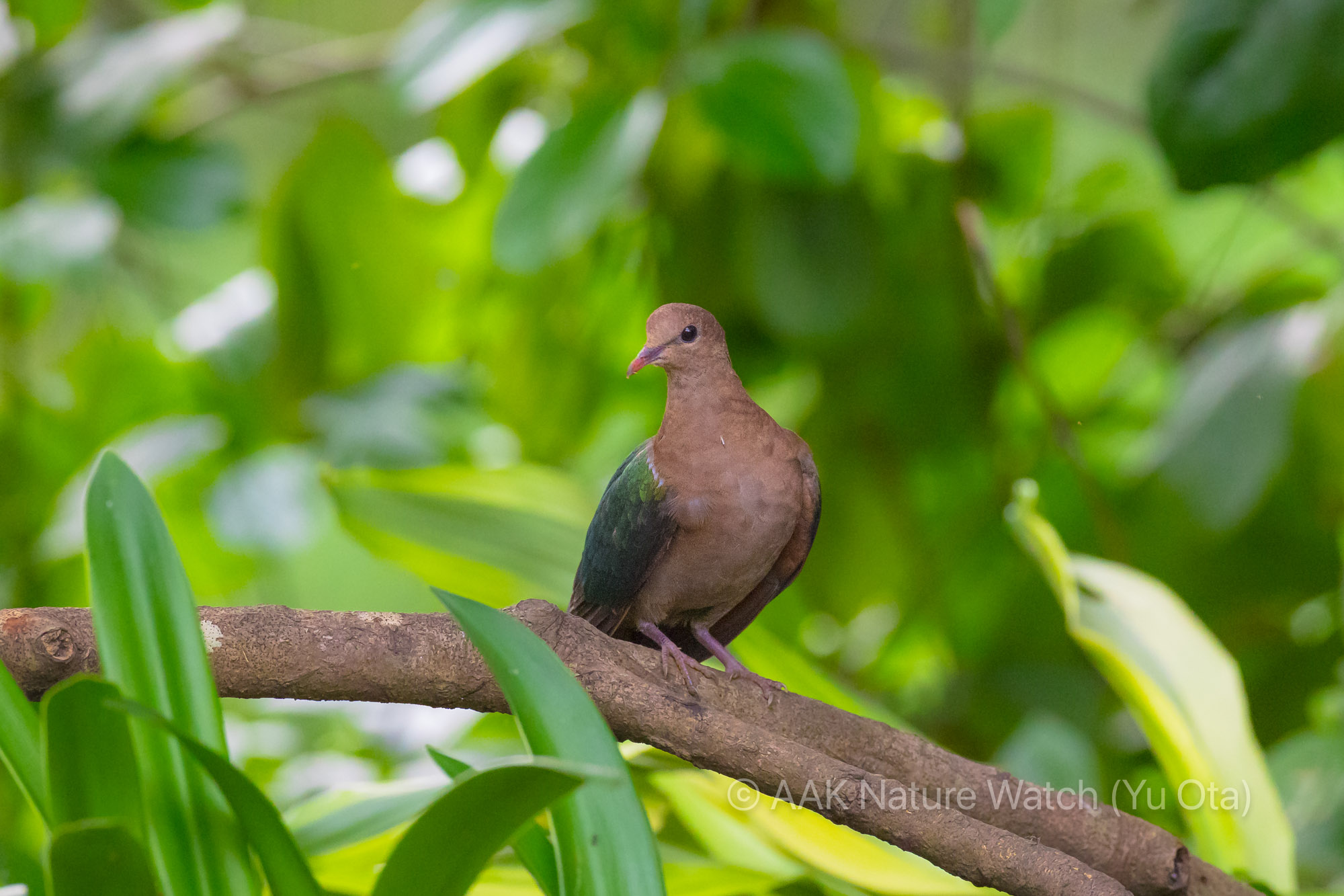 オーストラリアキンバト