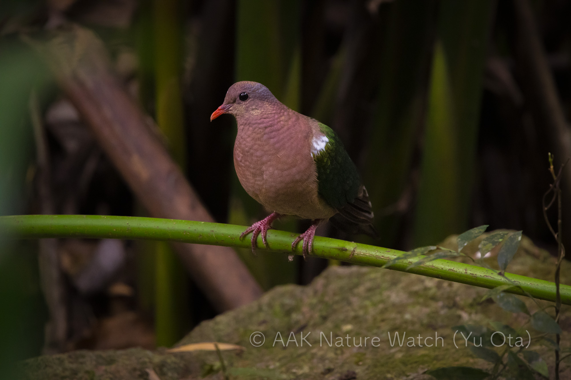 オーストラリアキンバト