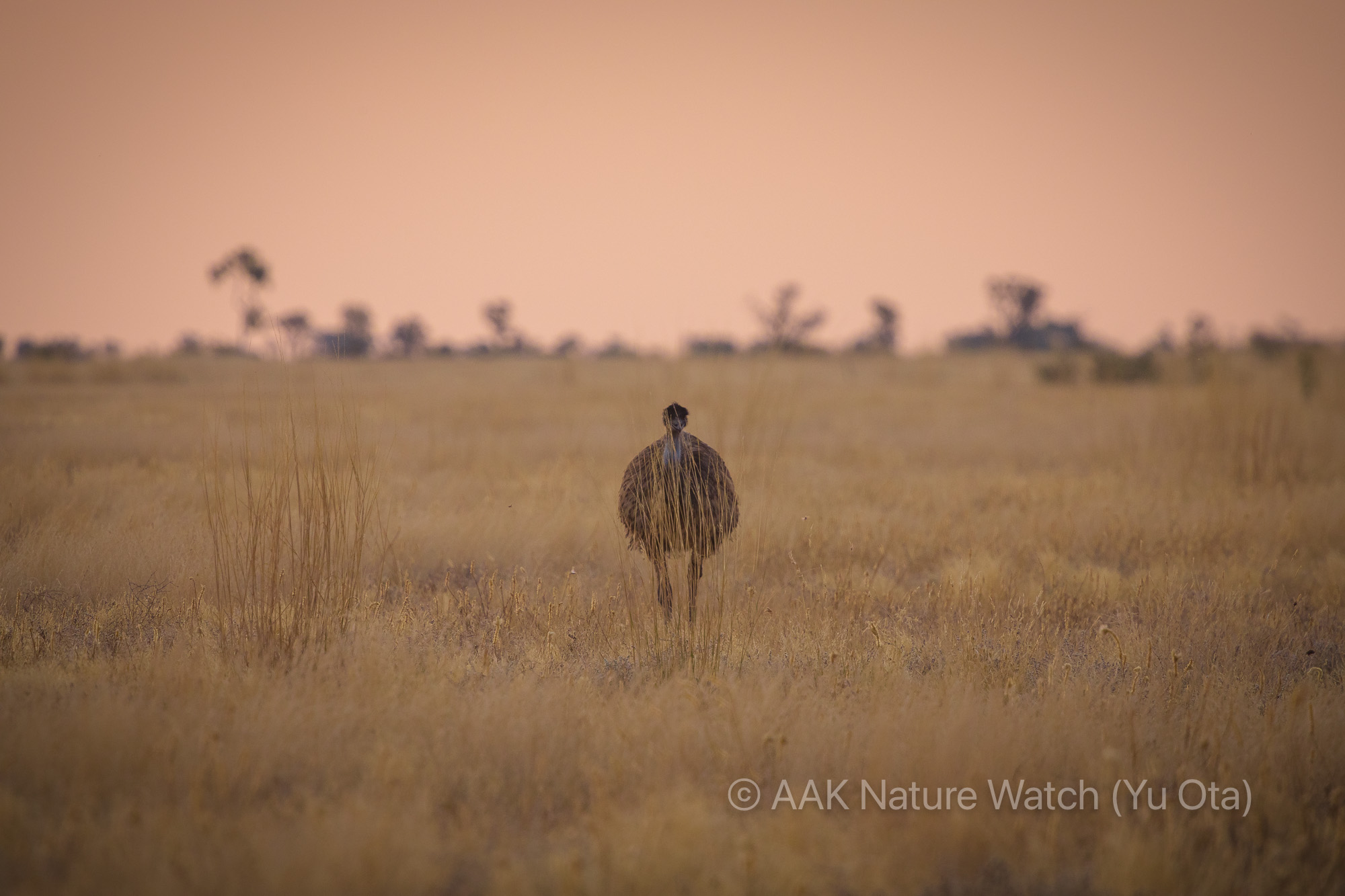 野生のエミュー