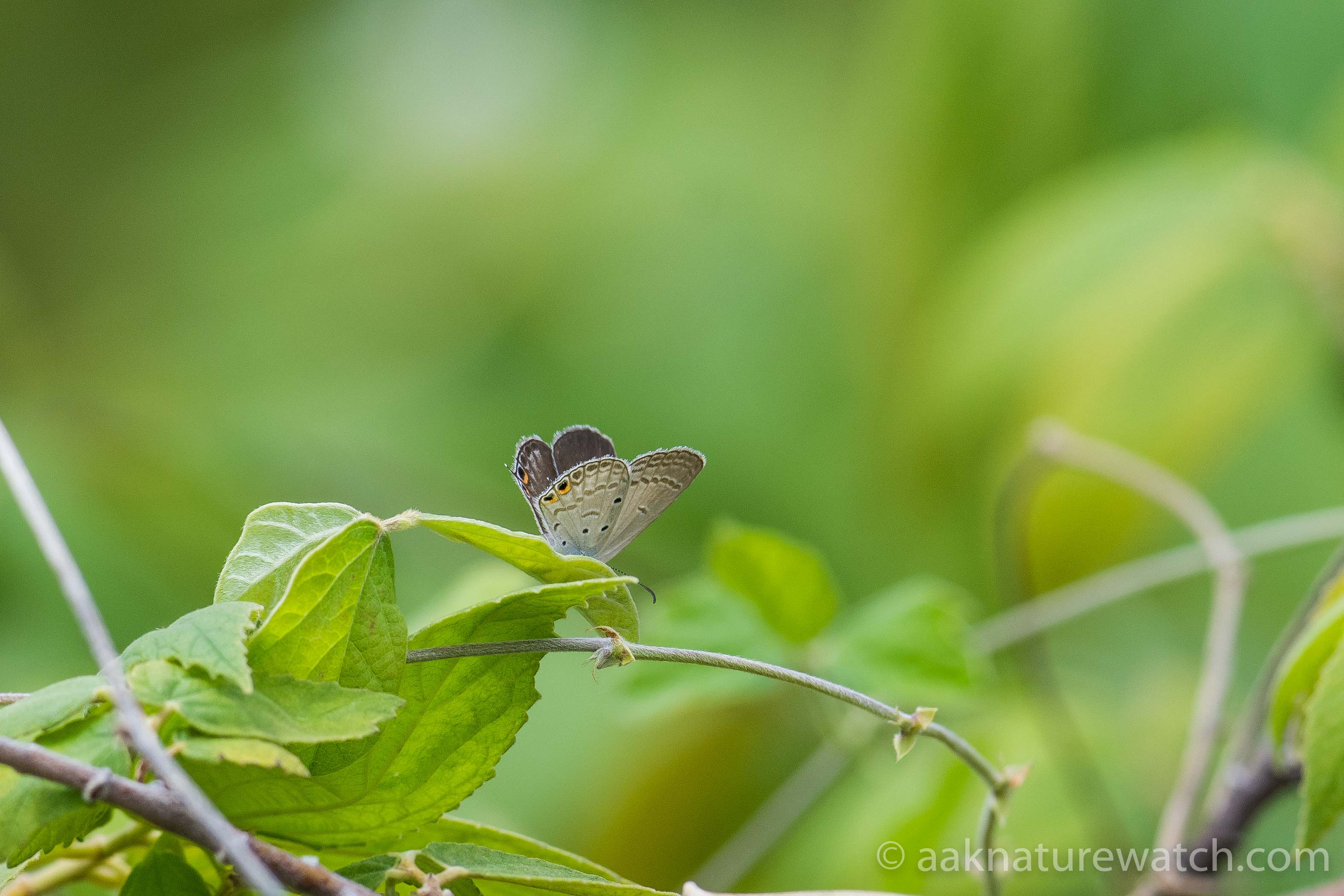 Spotted Pea-blue