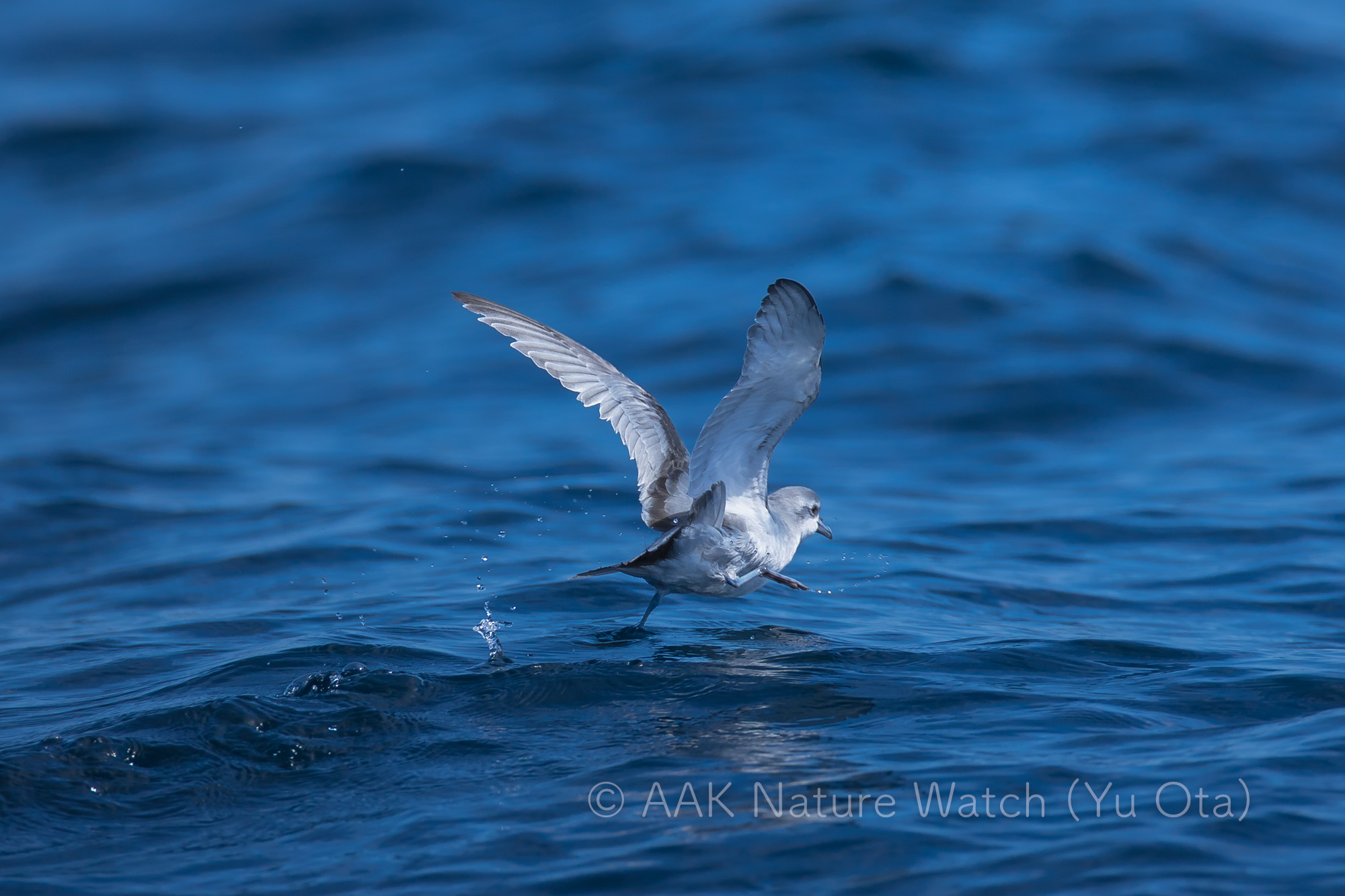 ヒメクジラドリ