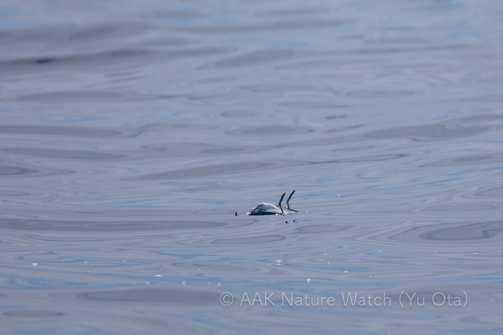 ヒメクジラドリ