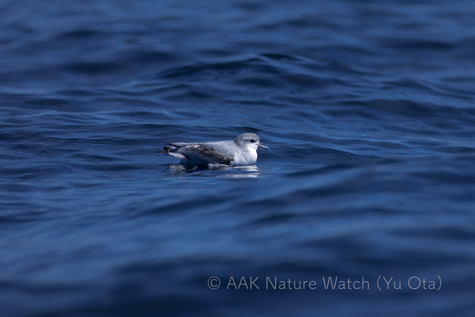 ヒメクジラドリ