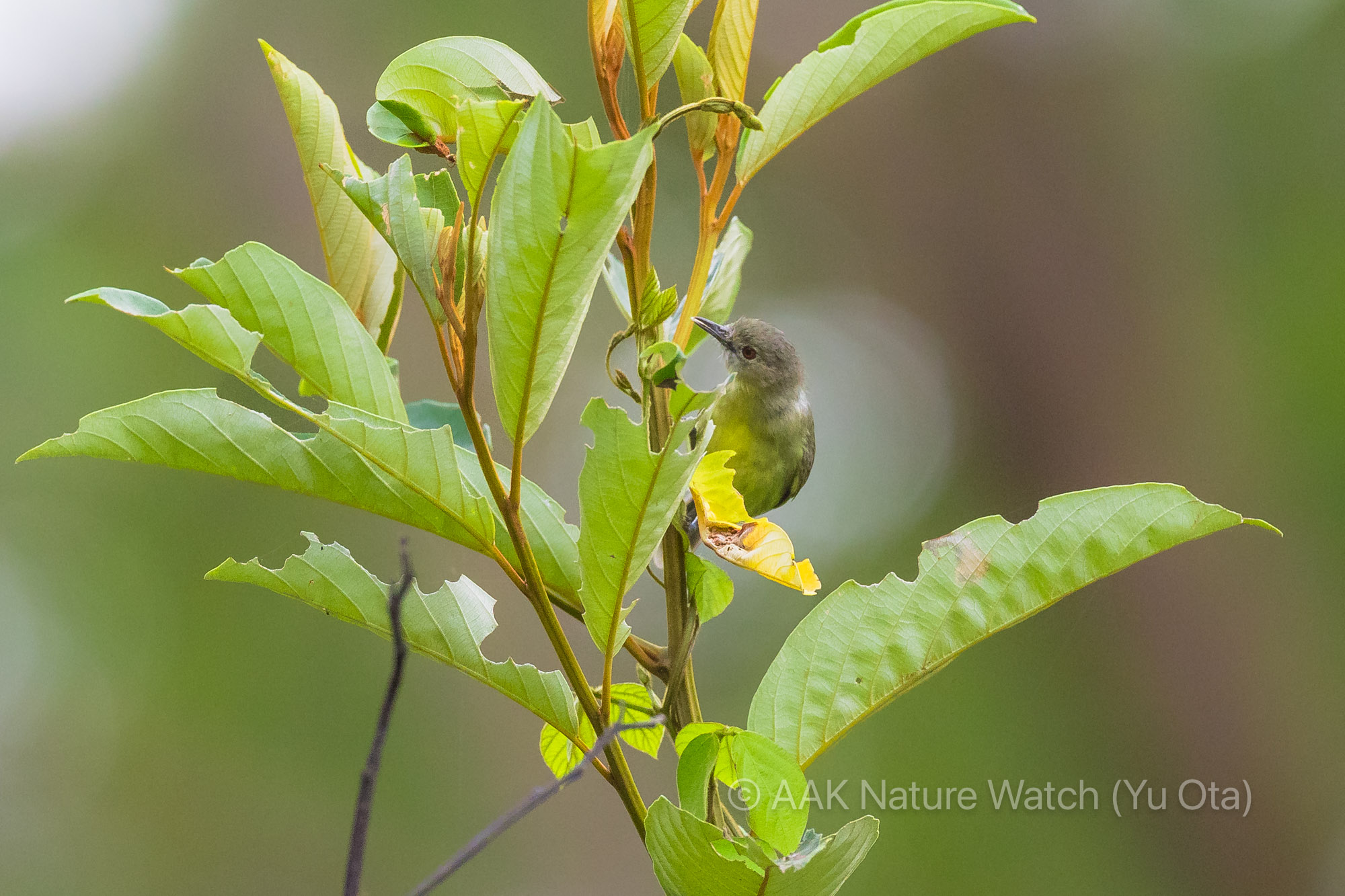 ノドグロセンニョムシクイ