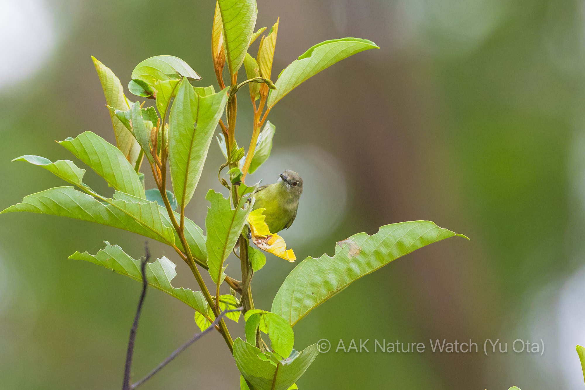 ノドグロセンニョムシクイ
