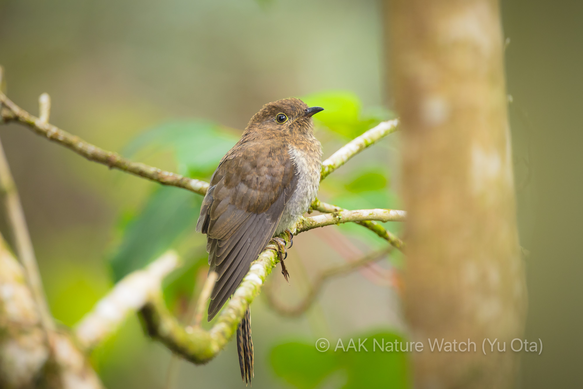 ウチワヒメカッコウ幼鳥