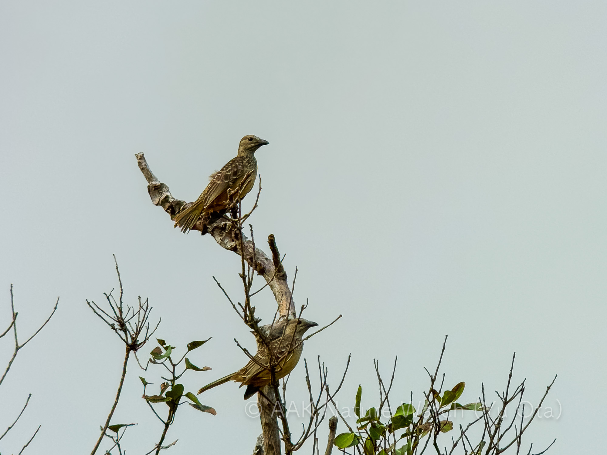 チャバラニワシドリ