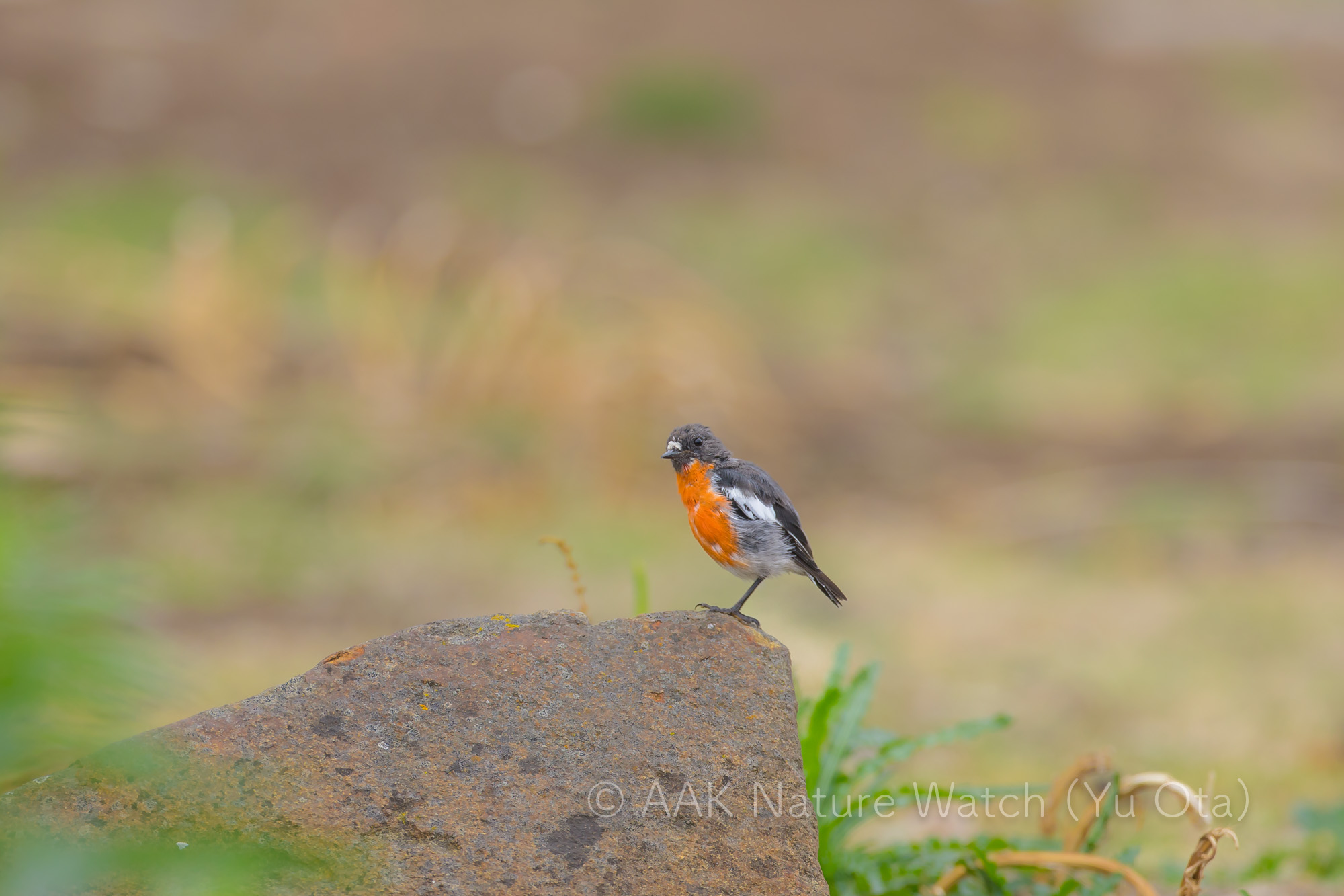 ノドアカサンショクヒタキ