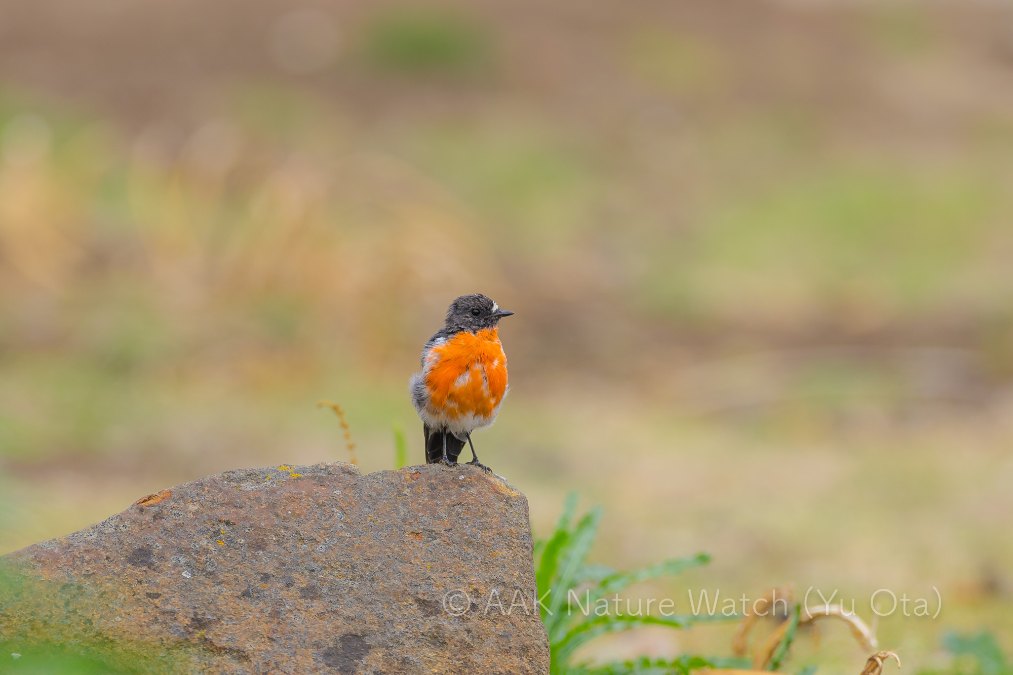 ノドアカサンショクヒタキ