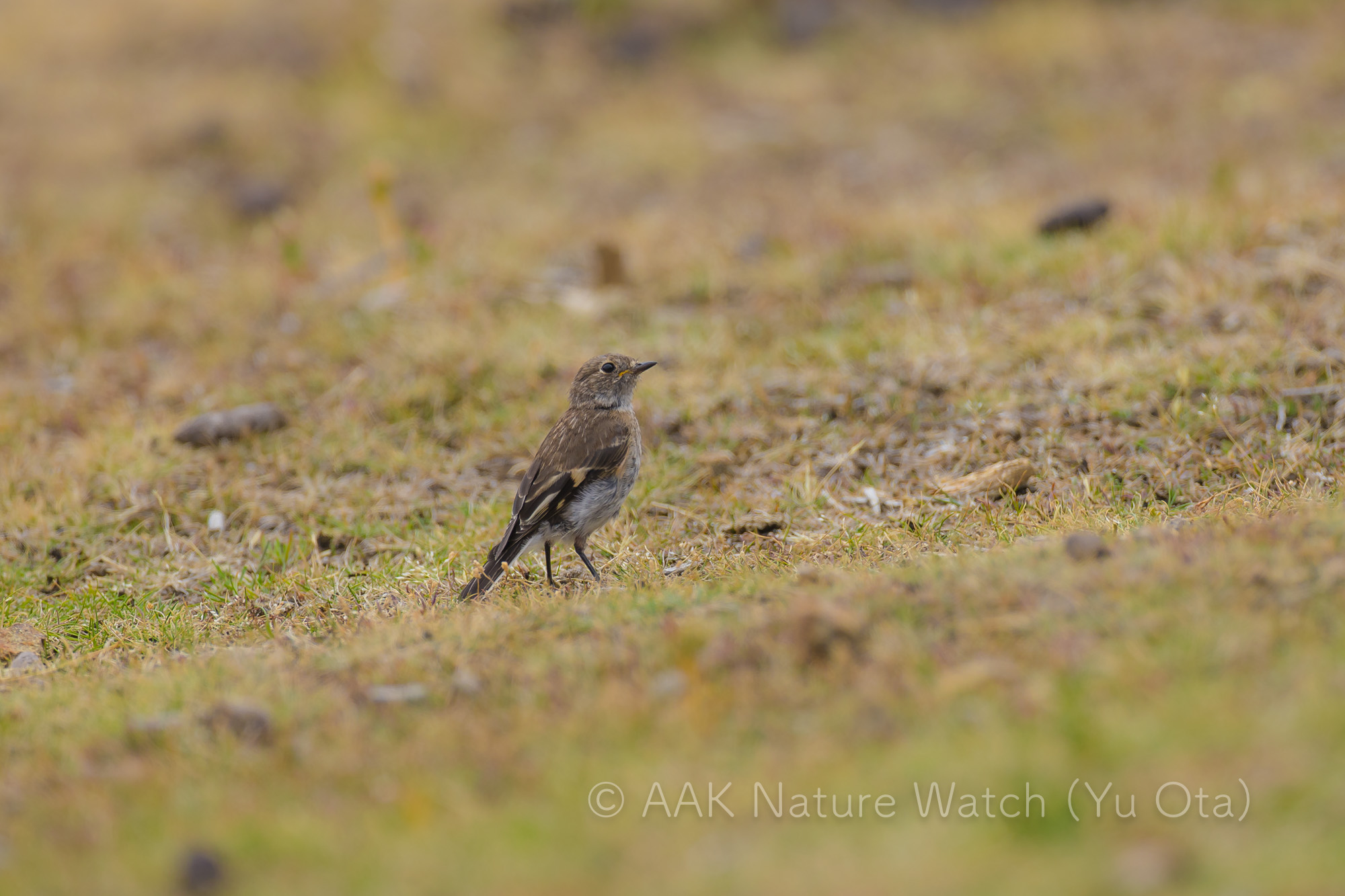 ノドアカサンショクヒタキ幼鳥