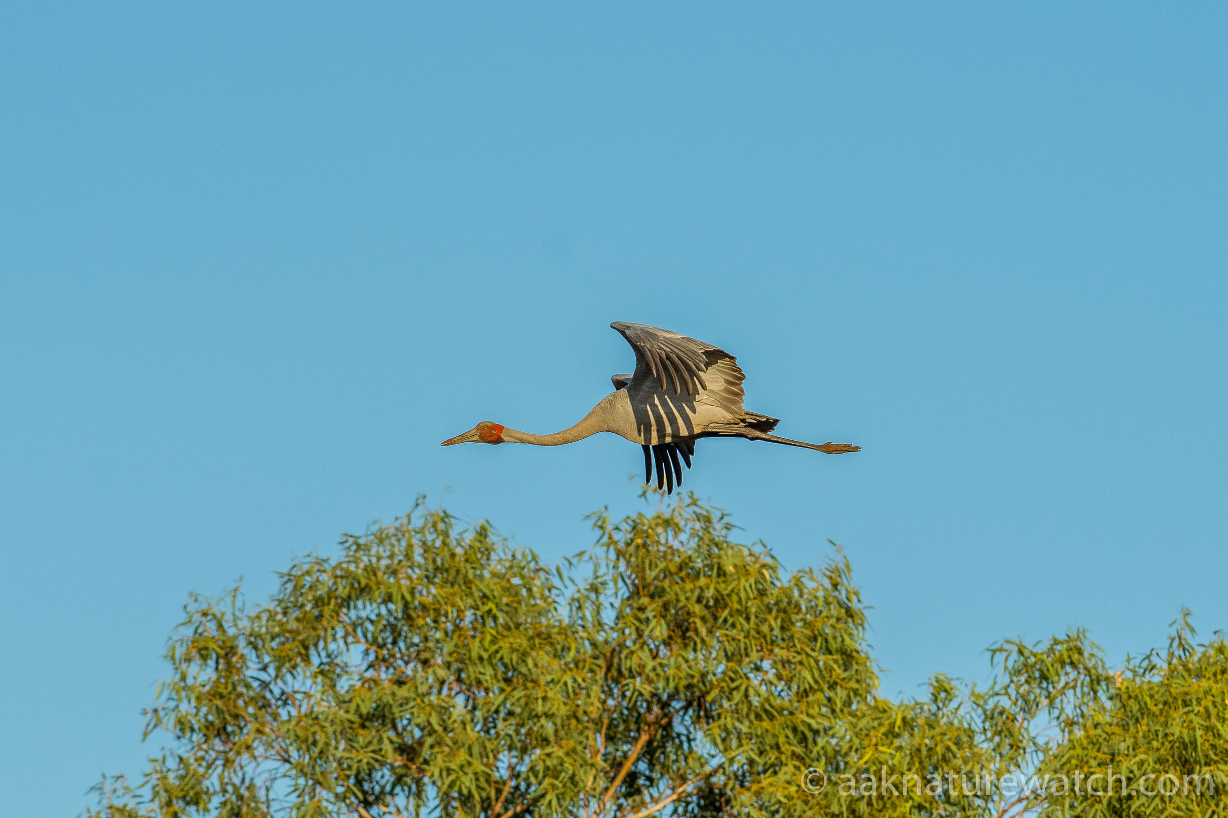 オーストラリアヅルの飛翔