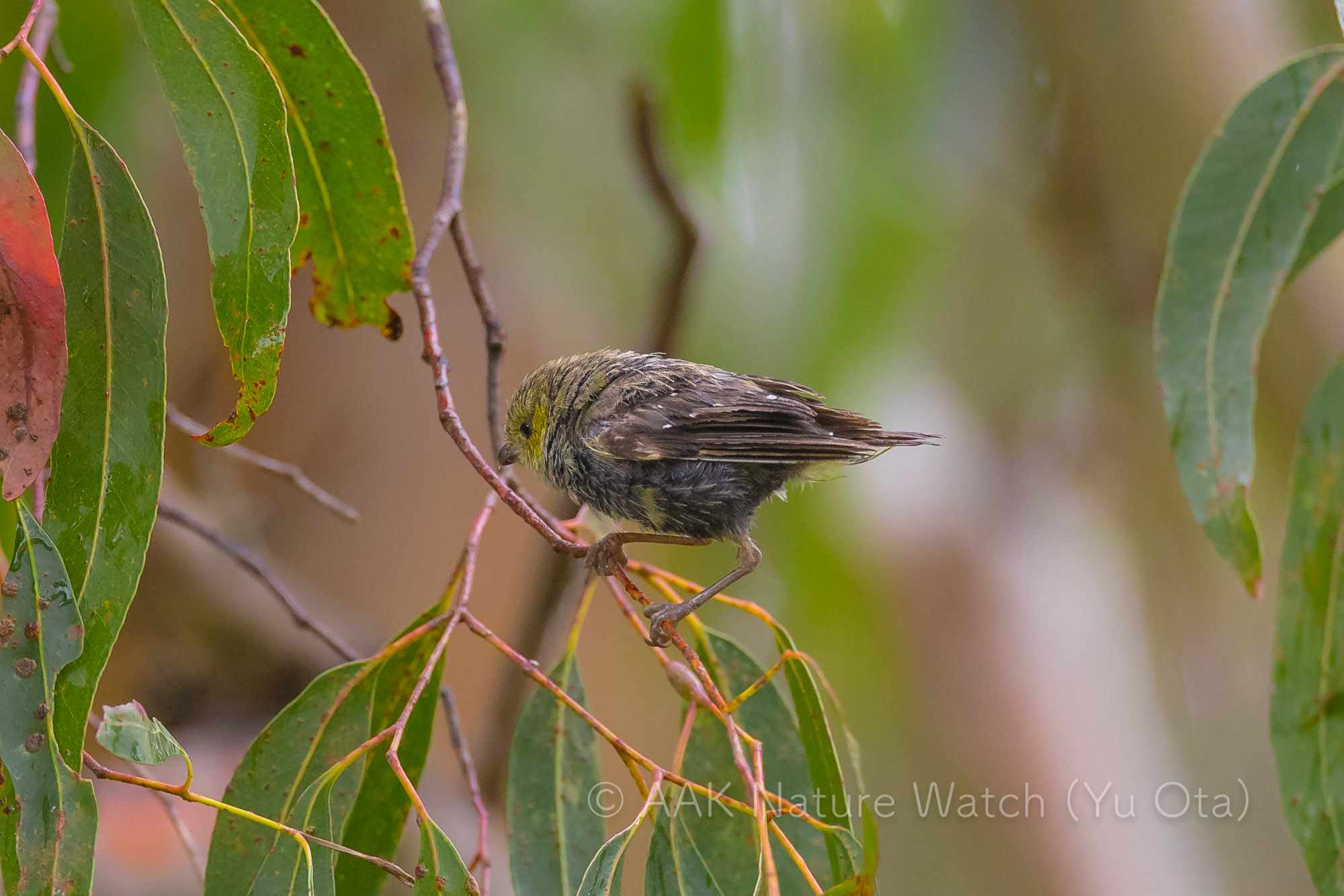 ミドリホウセキドリ