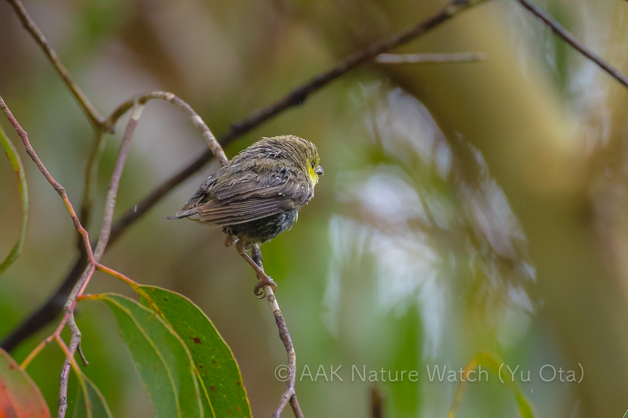 ミドリホウセキドリ