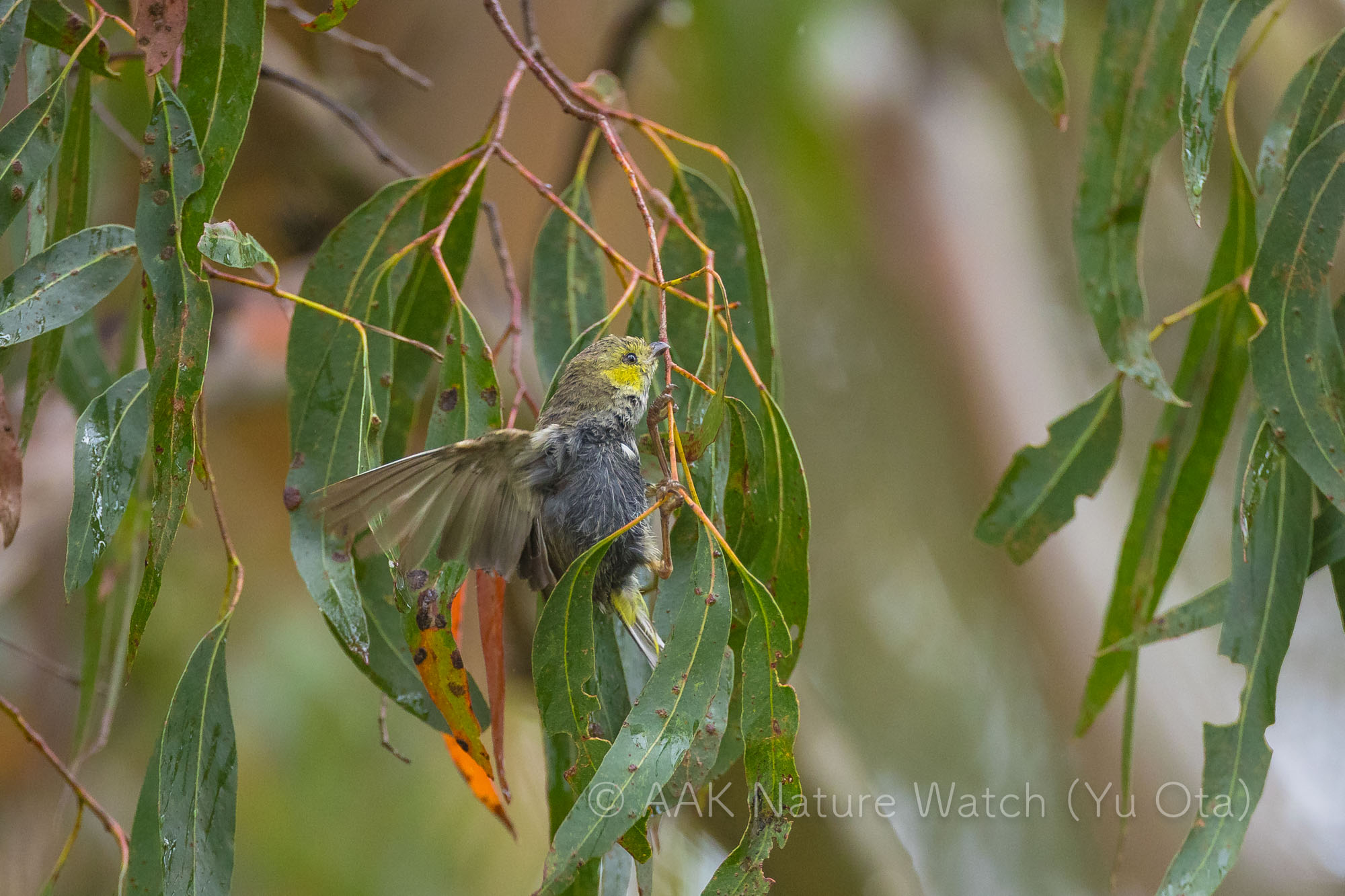 ミドリホウセキドリ