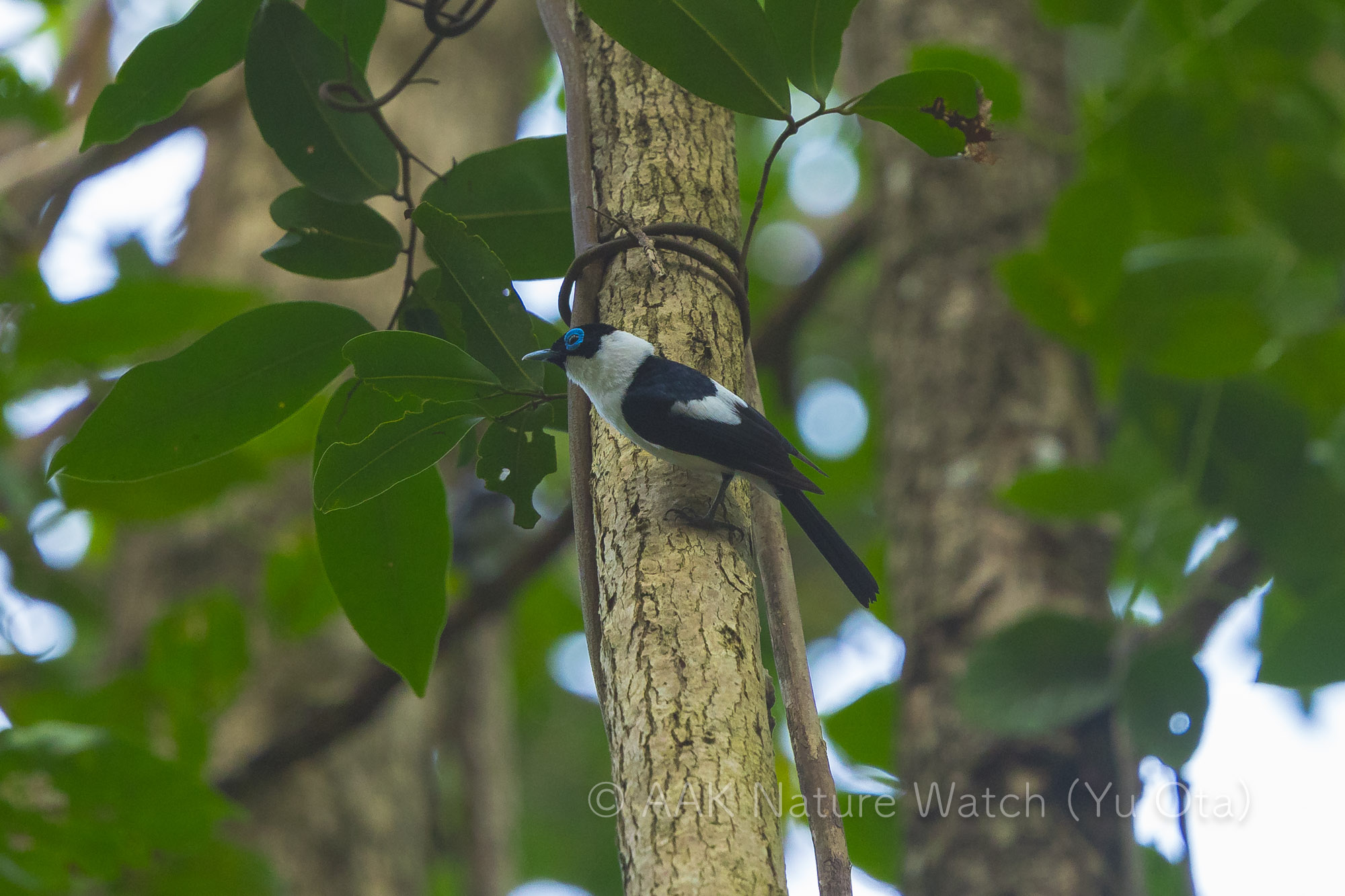 エリマキヒタキ