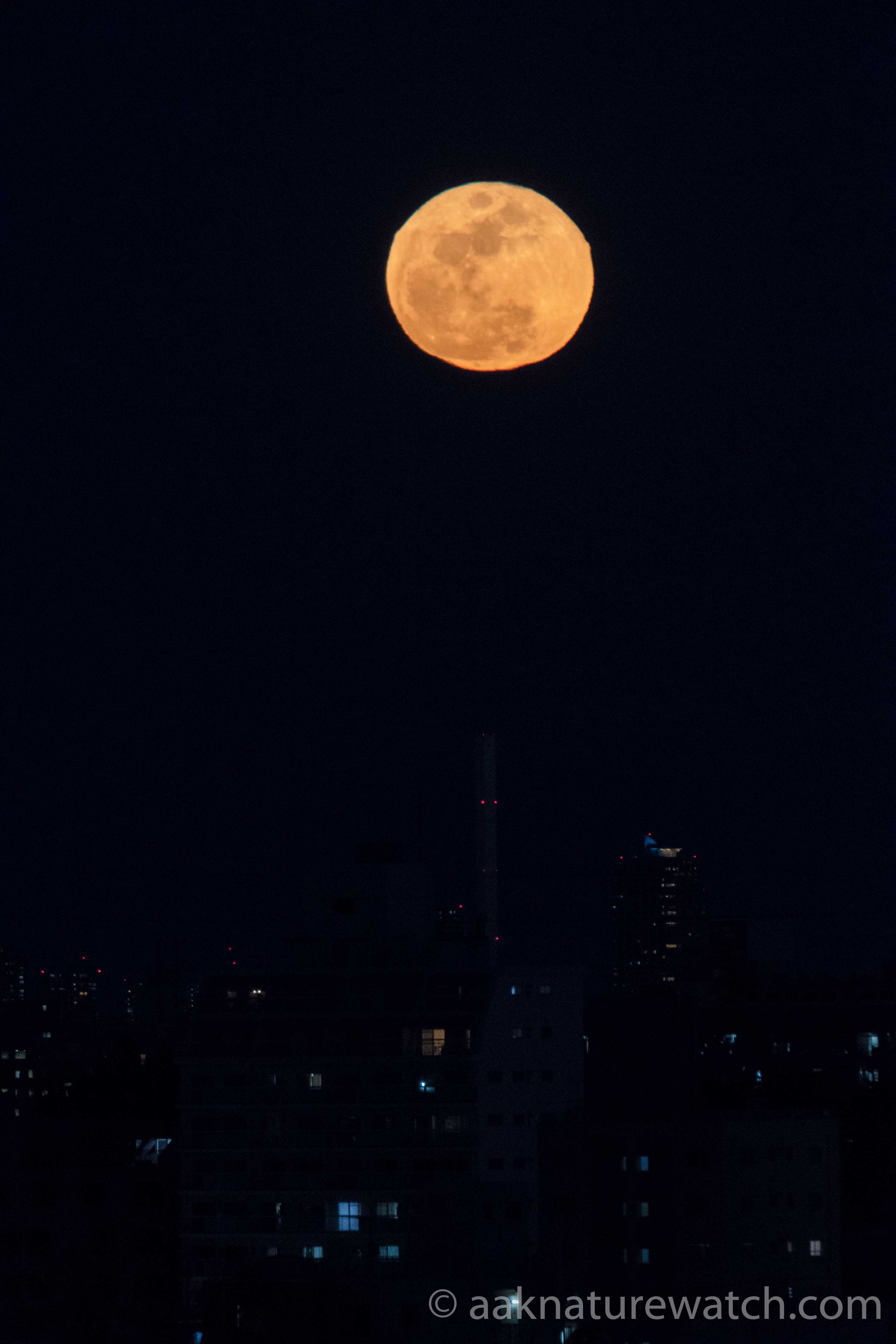 東京の月