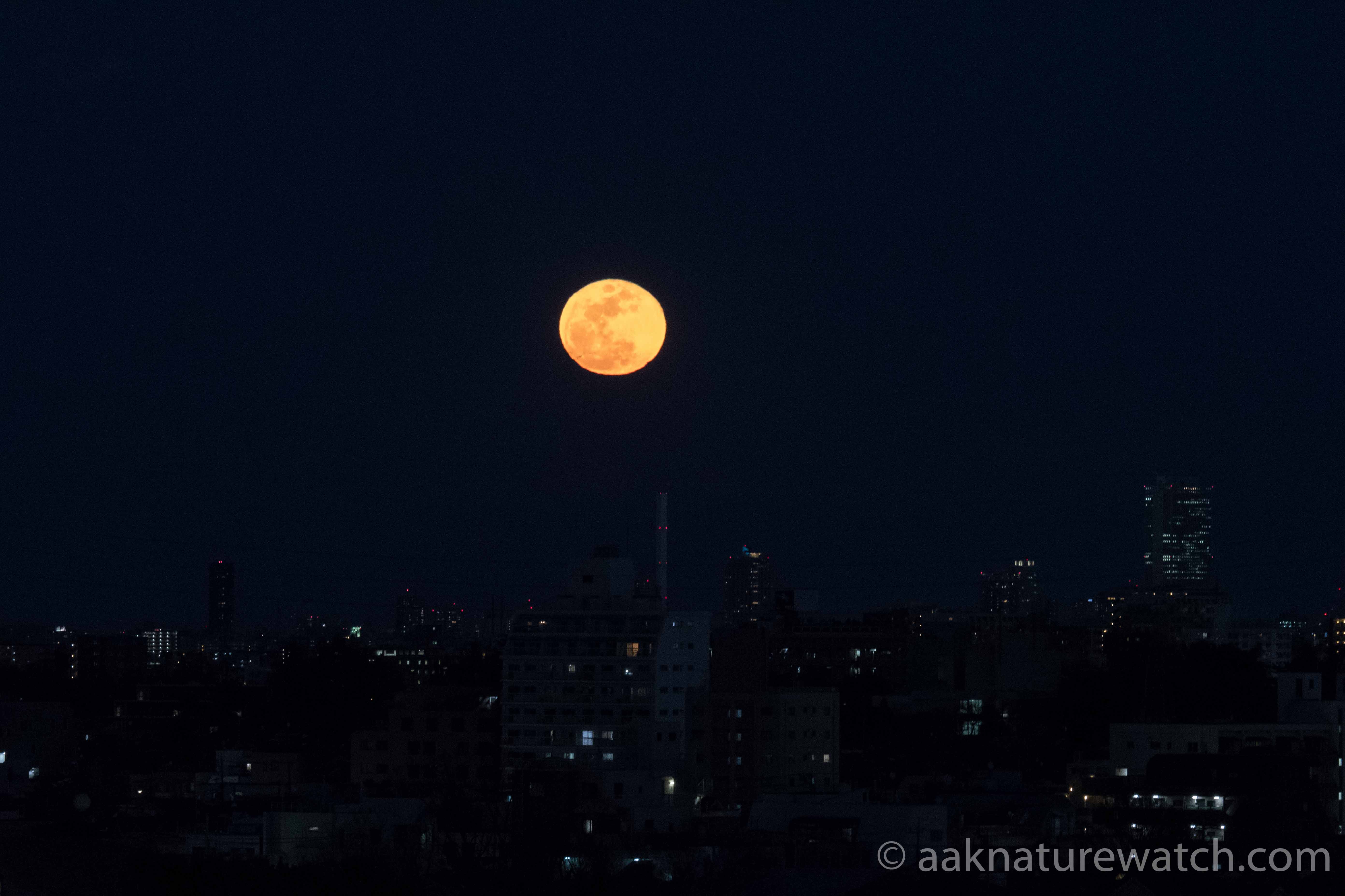 東京の月