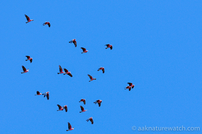 空を飛ぶ野生モモイロインコの群れ