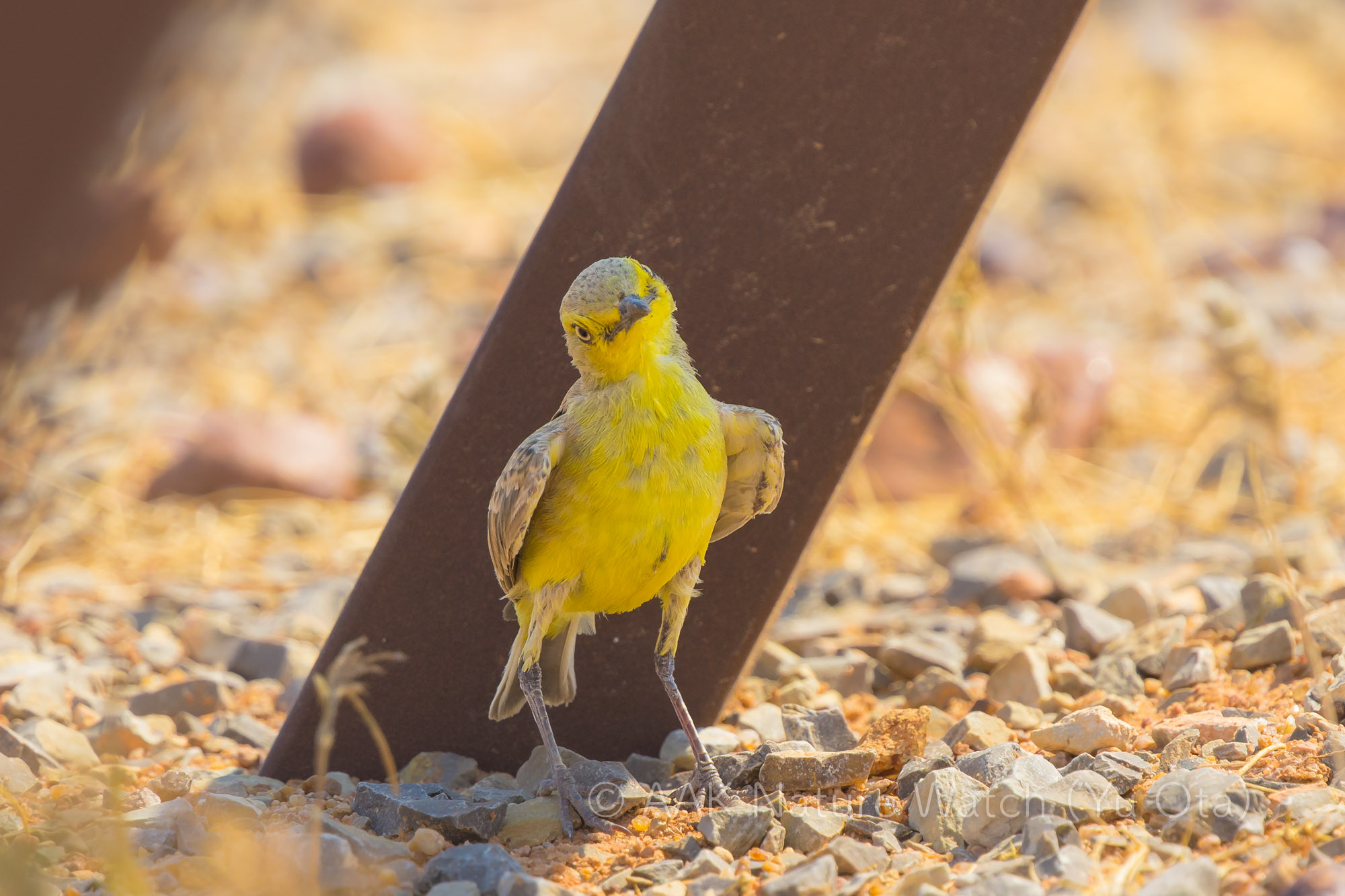 キイロヒバリヒタキ