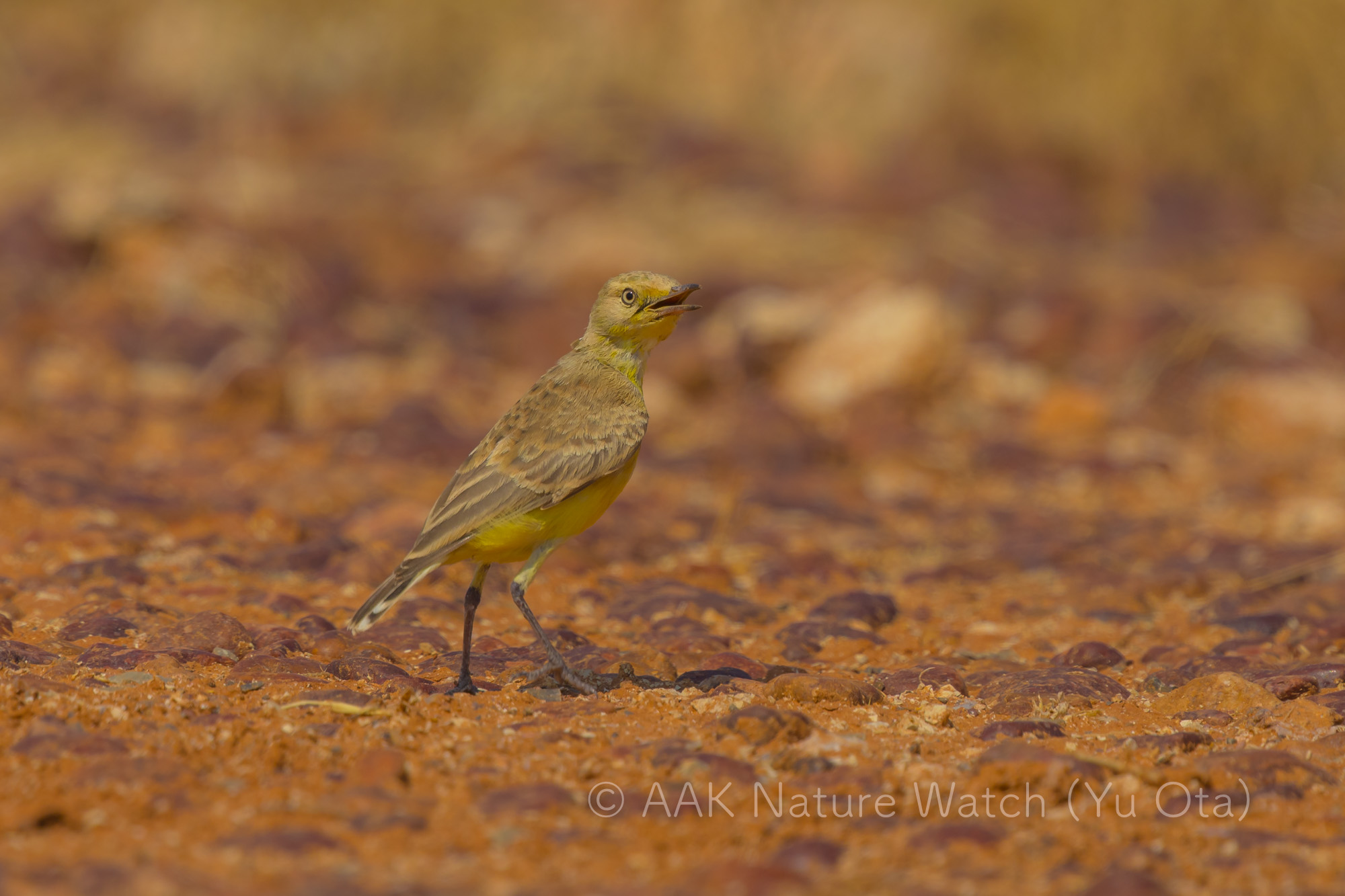 キイロヒバリヒタキ