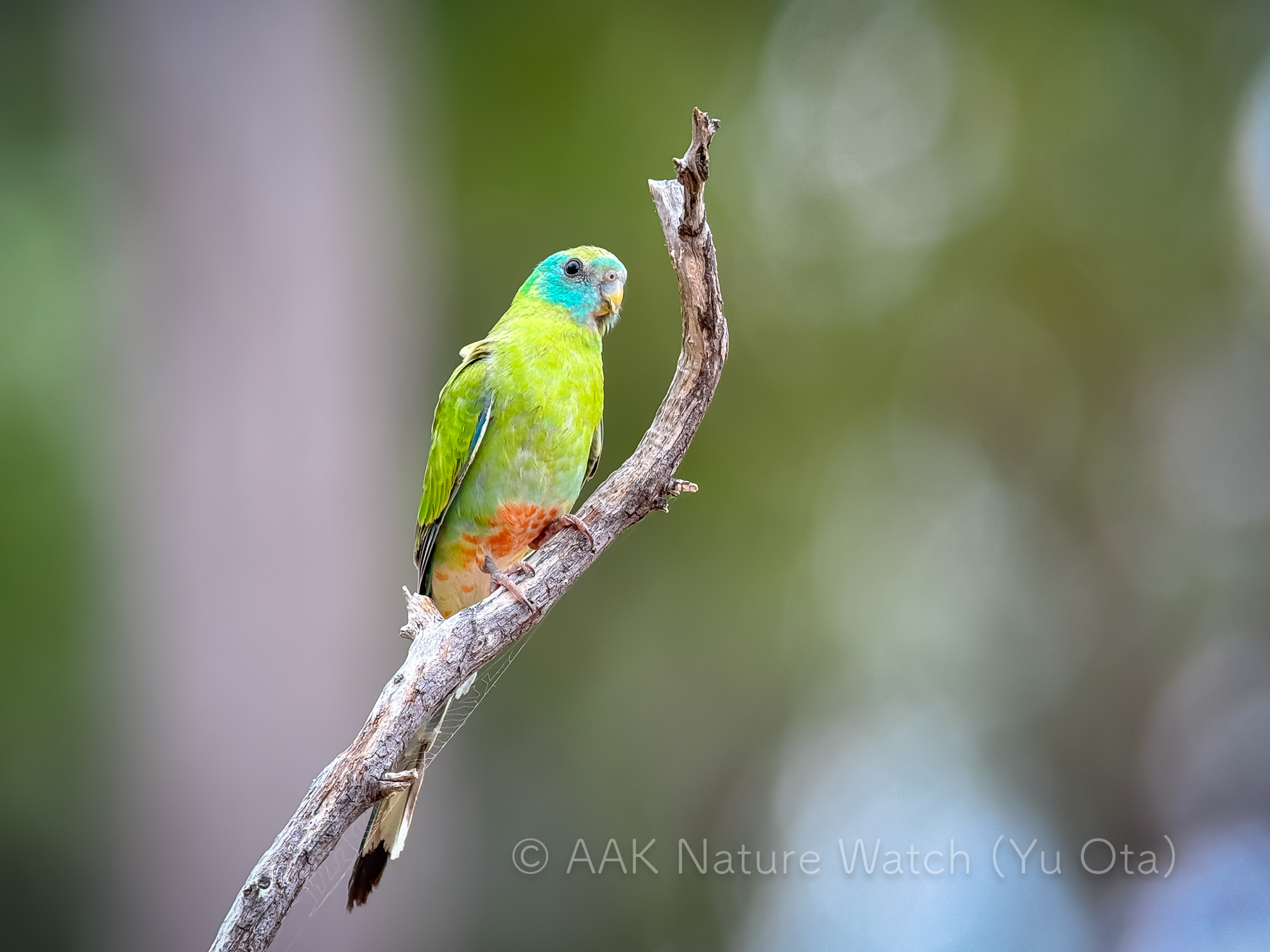 キビタイヒスイインコメス