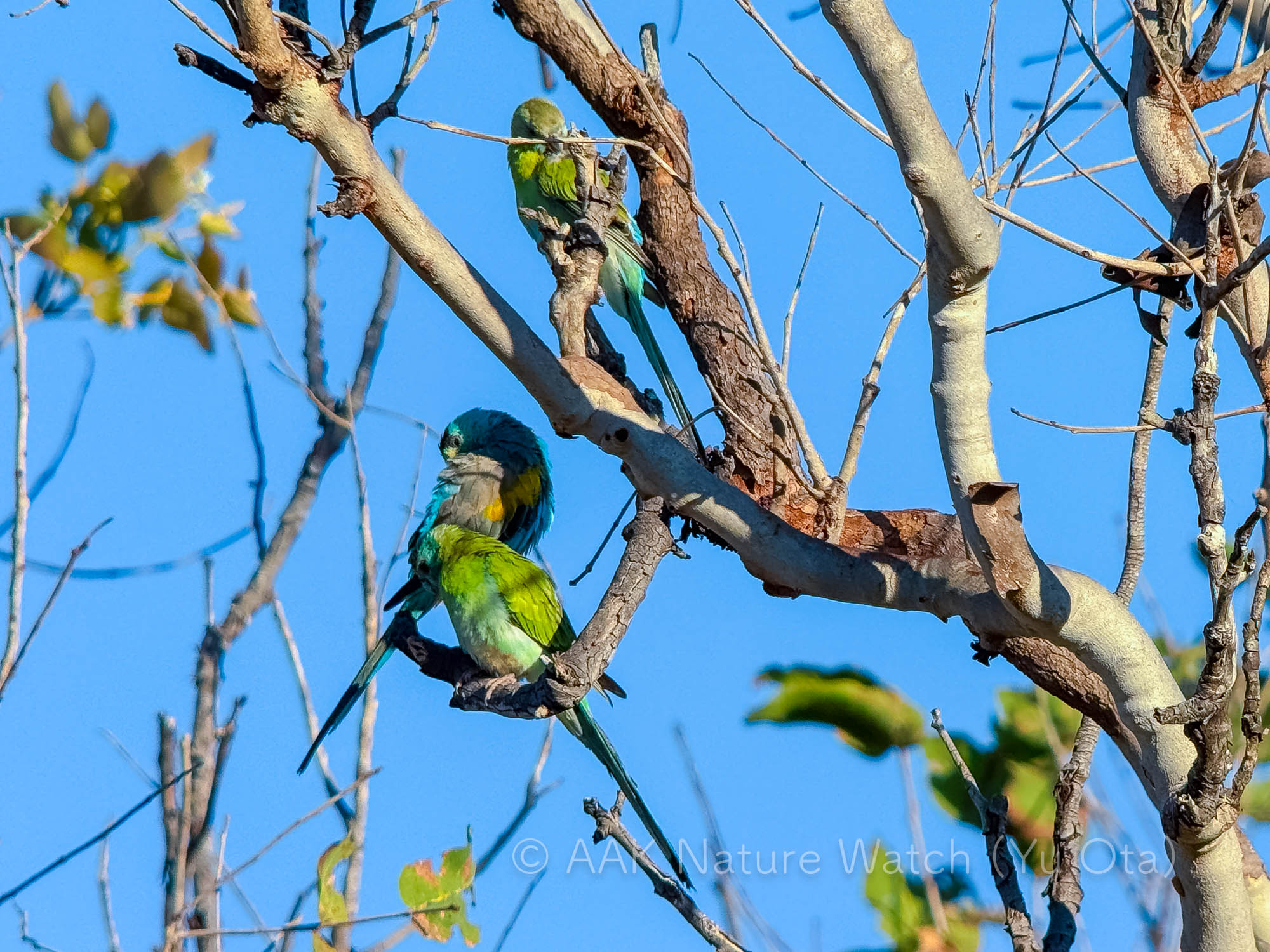 キビタイヒスイインコ