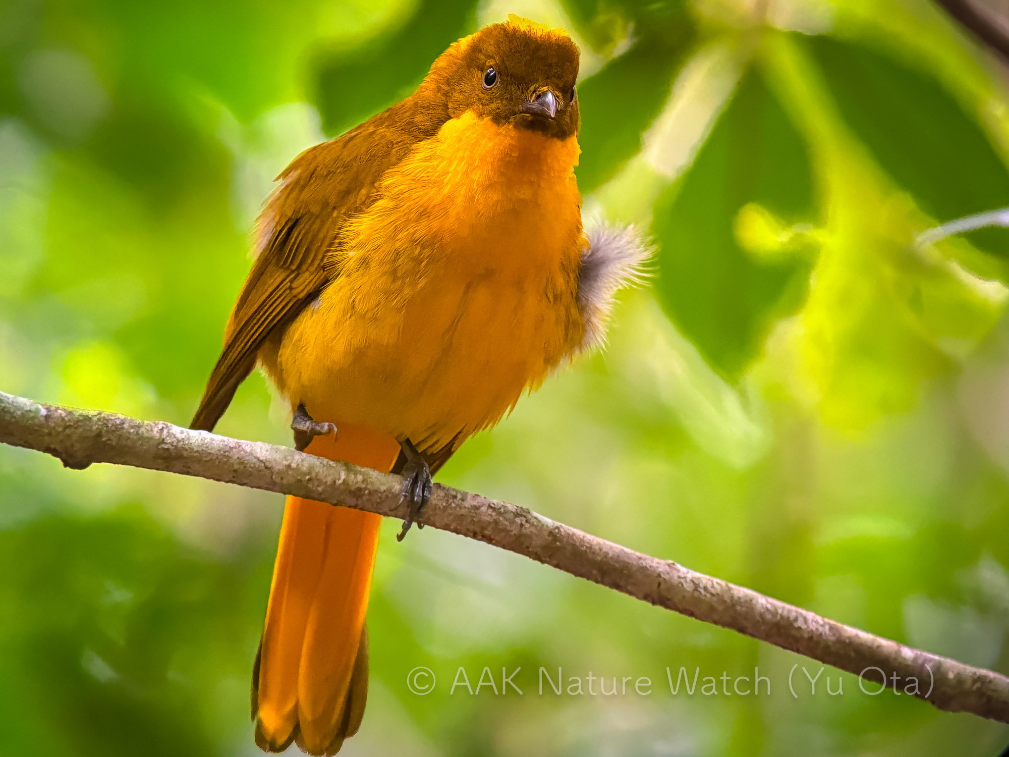 オウゴンニワシドリ