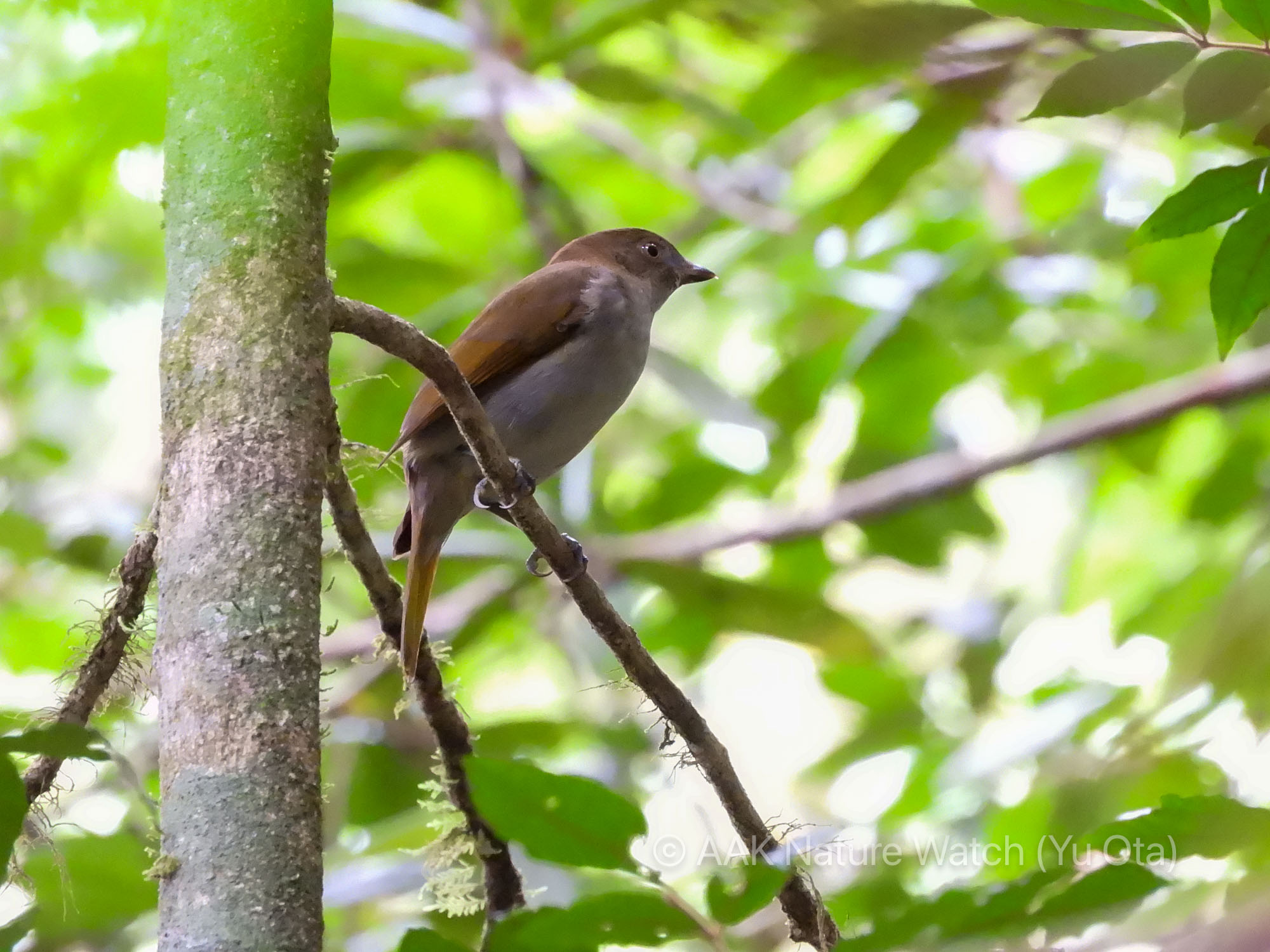 オウゴンニワシドリ若雄