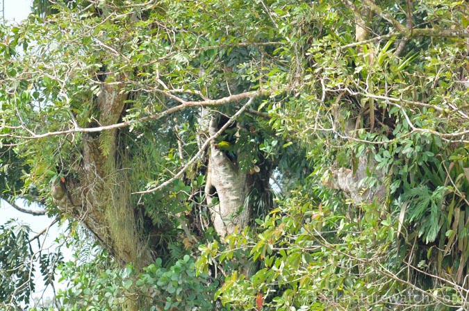 野生のヒワコンゴウインコ営巣