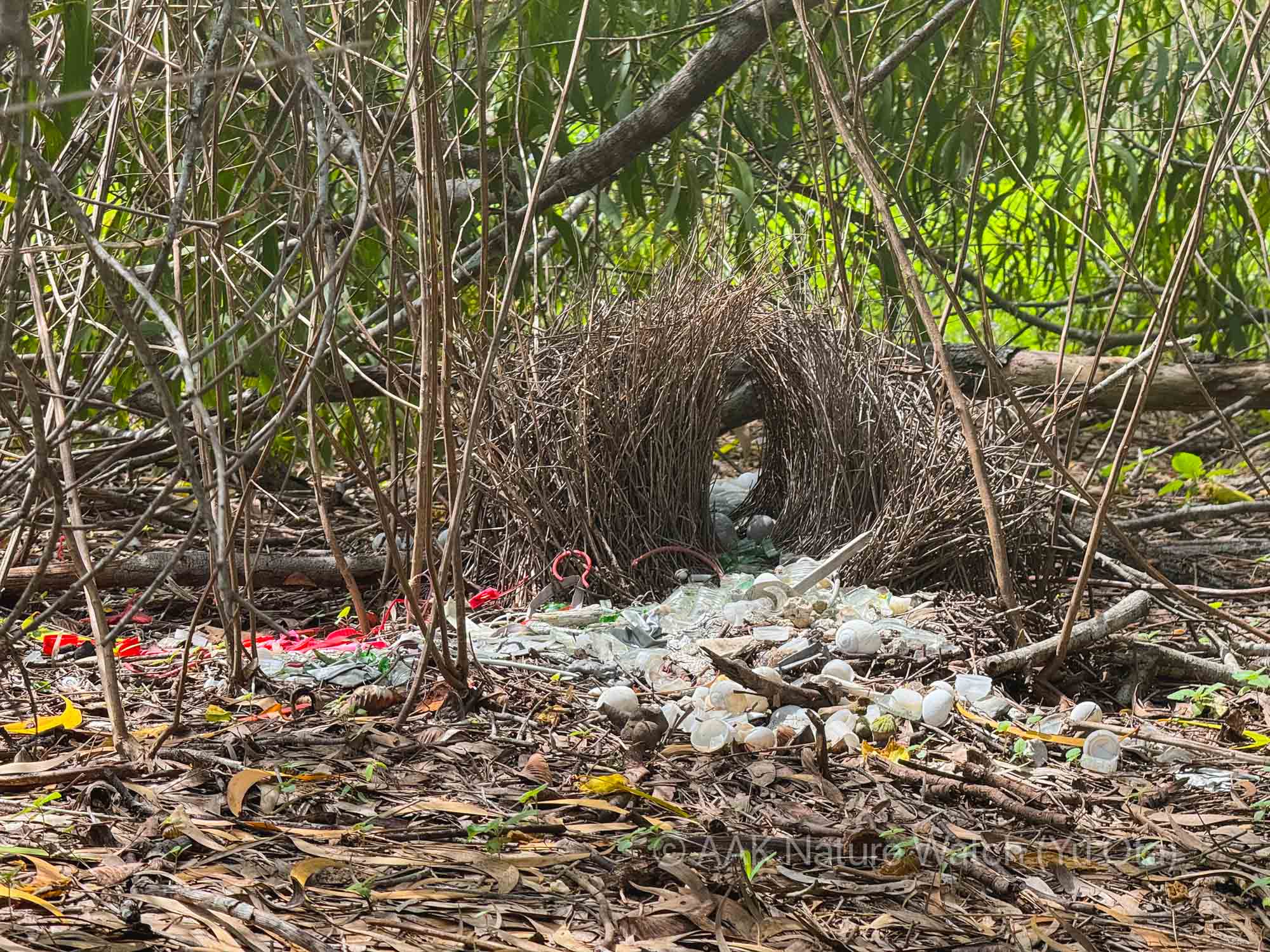 オオアズマヤドリの東家