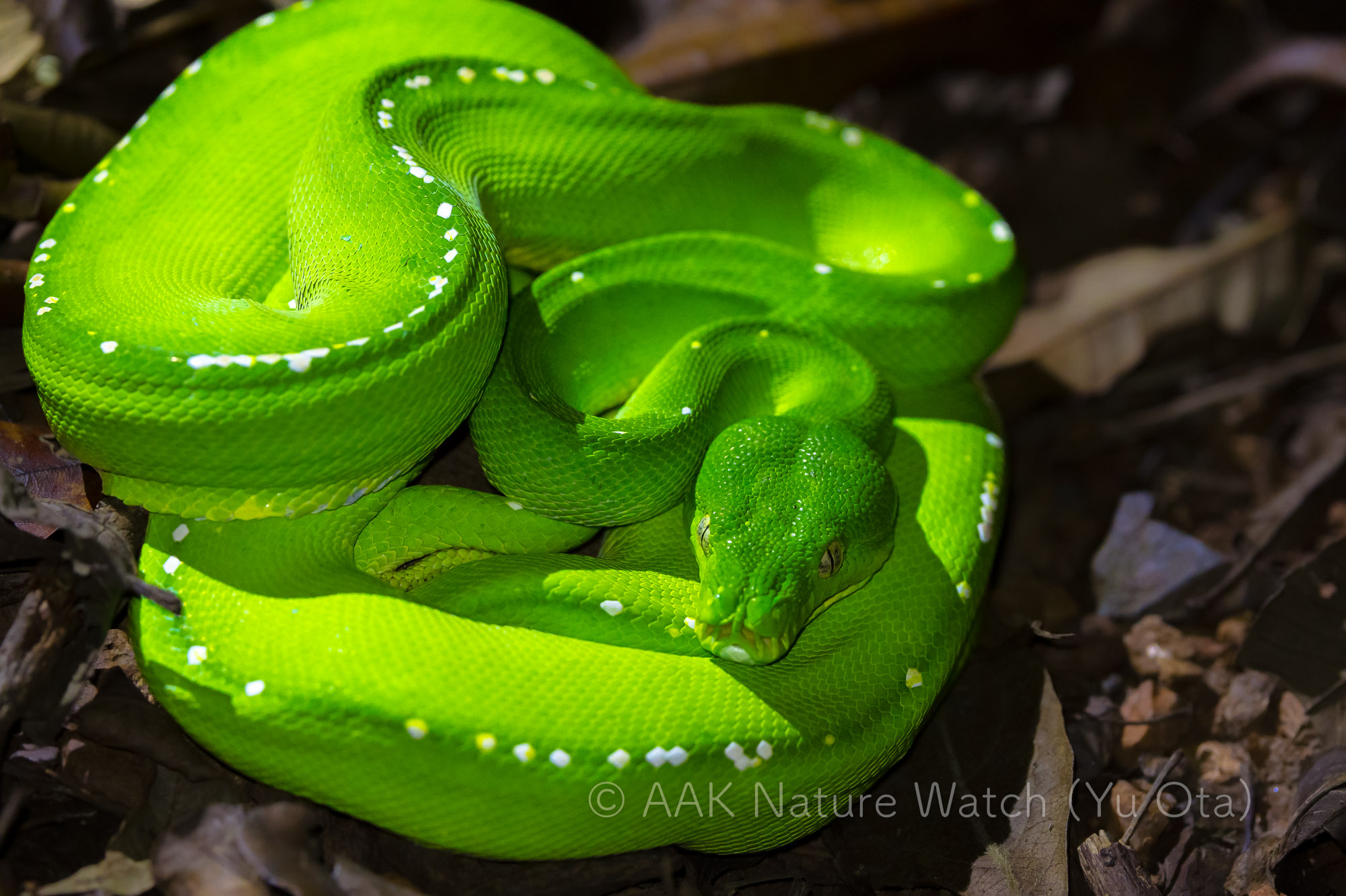 ミドリニシキヘビ