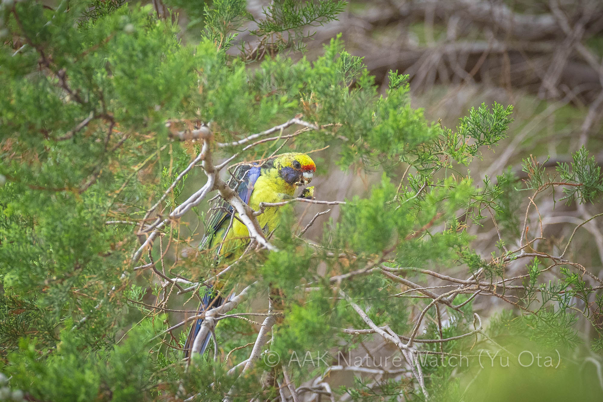 アカビタイキクサインコ
