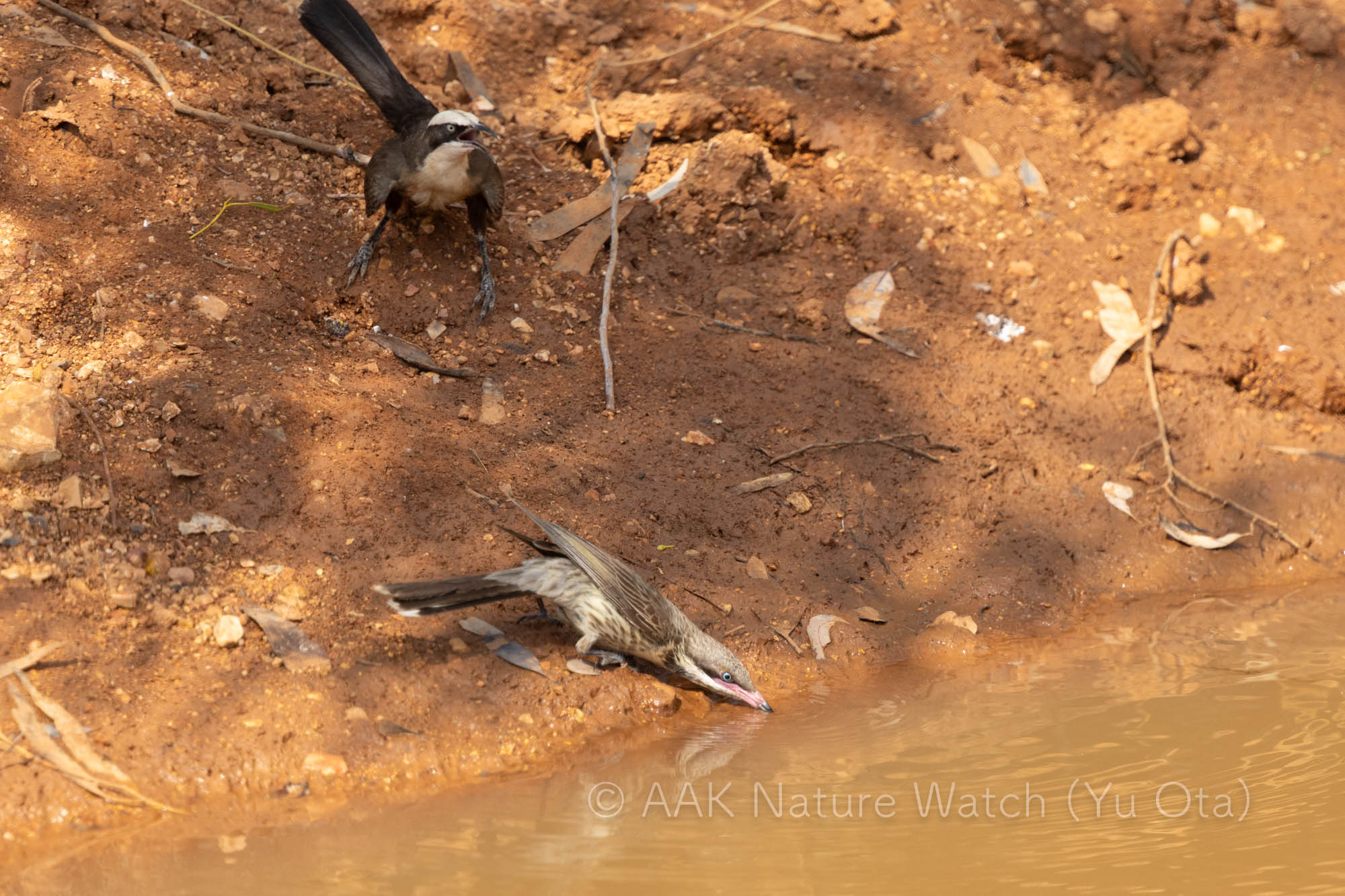オーストラリアマルハシとケミミミツスイ