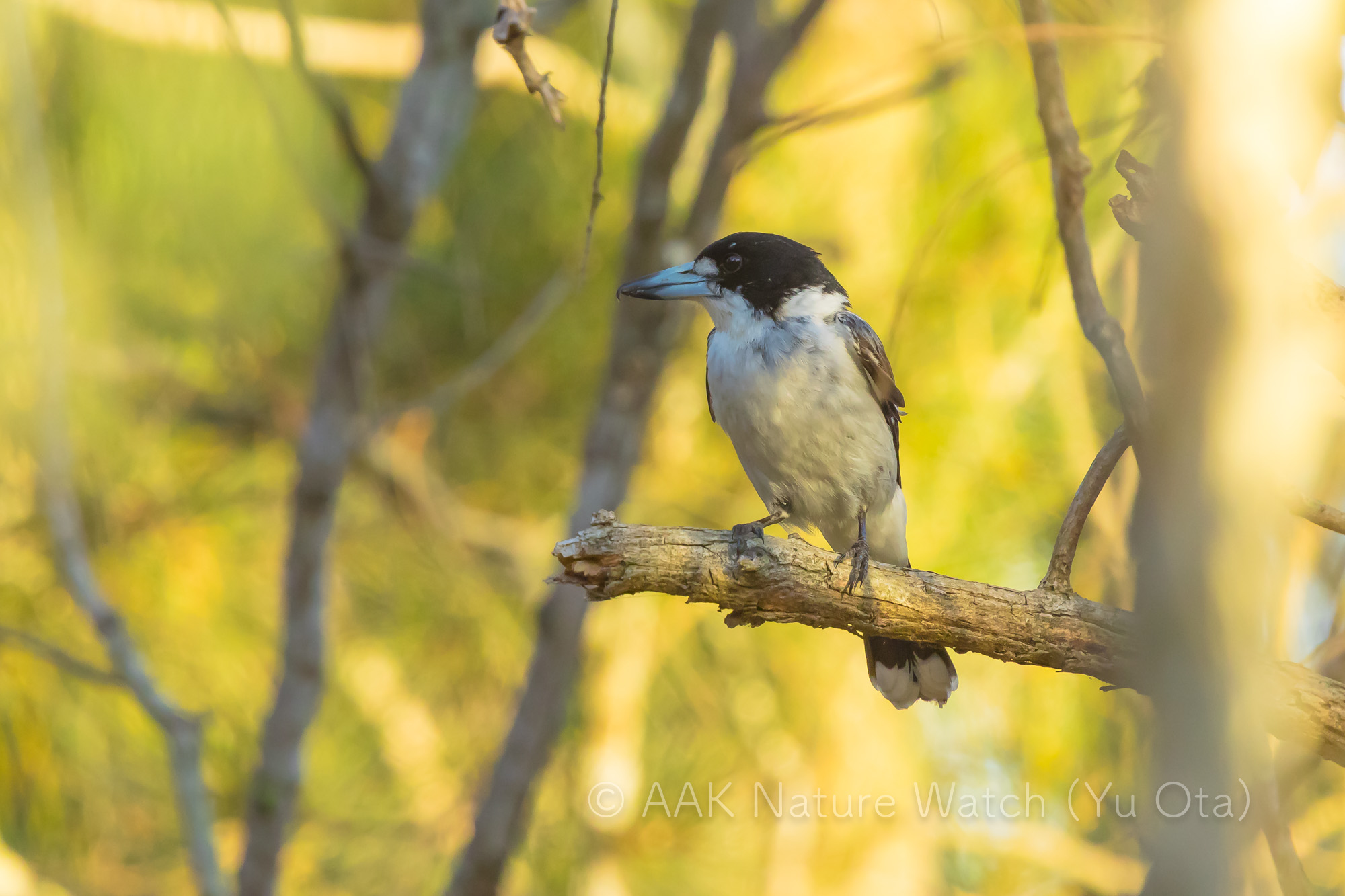 ハイイロモズガラス